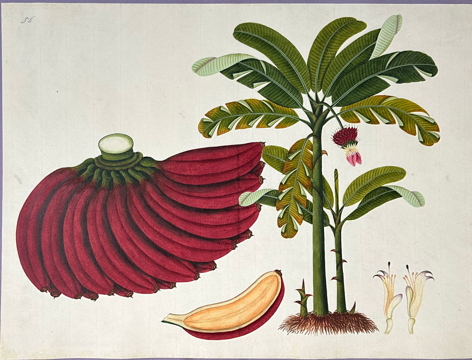 Indo-Chinese / Strait School Original Watercolor, Red Plantain or Red Banana - The Finest Indian: Indo-Chinese or "Straits School" (19th Century). Red Plantain or Red Banana (Indeterminate Musa). Watercolor on paper, watermarked "VEIC / 1811 S&C Wise". 15" x 19 1/4" sheet, 26 1/2" x 30" framed. Re