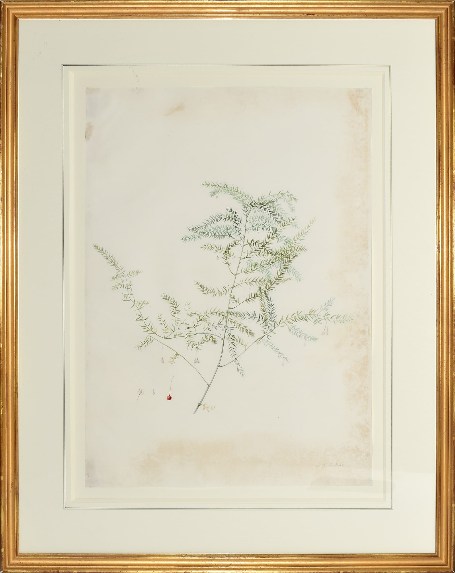 Redoute Watercolor for Les Liliacees - "Climbing Asparagus" (Asparagus Patinatus), Watercolor for (1 of 1)
