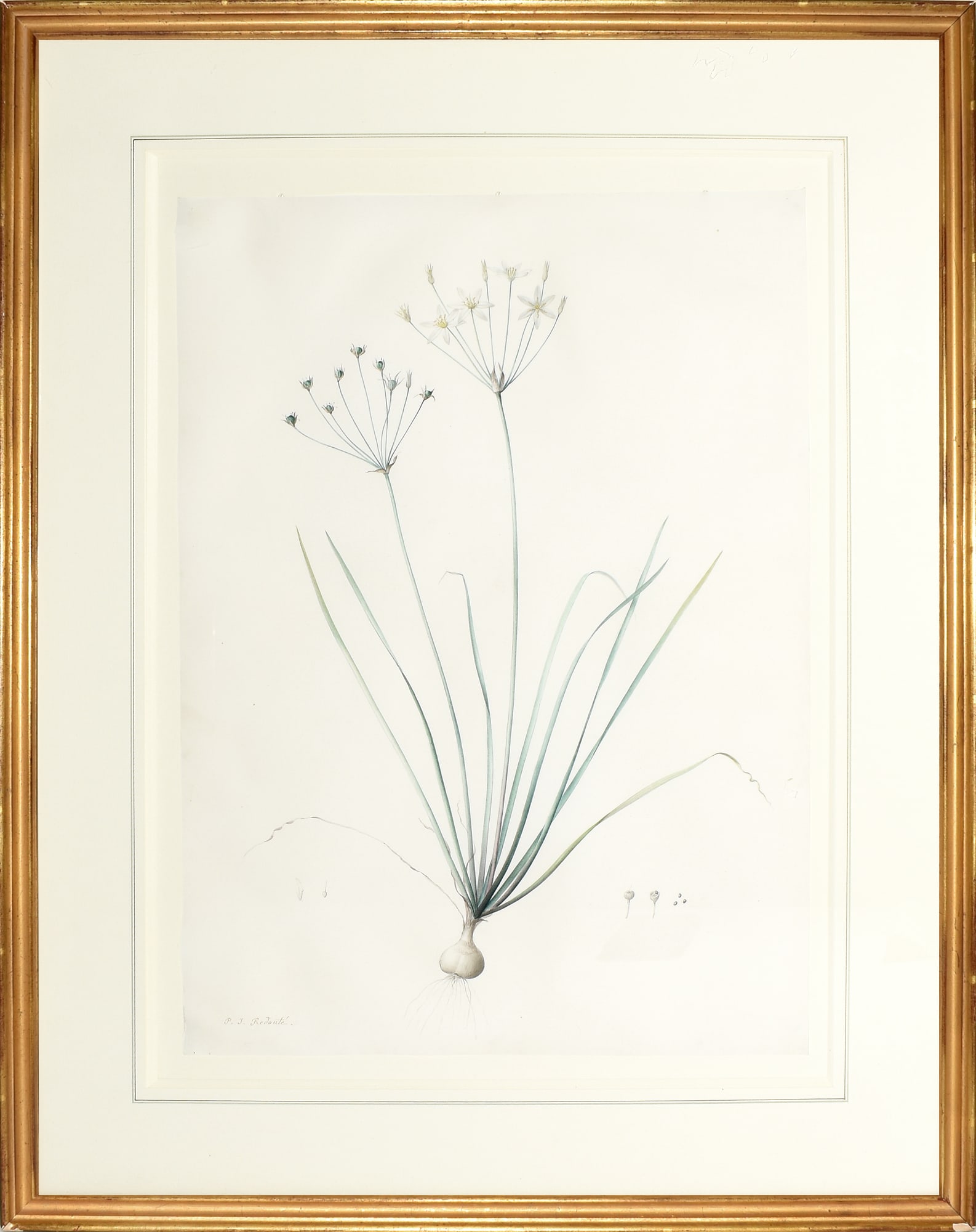 Redoute Watercolor for Les Liliacees - "Prairie Onion" (Allium Striatum), Watercolor for Plate 50 (1 of 1)