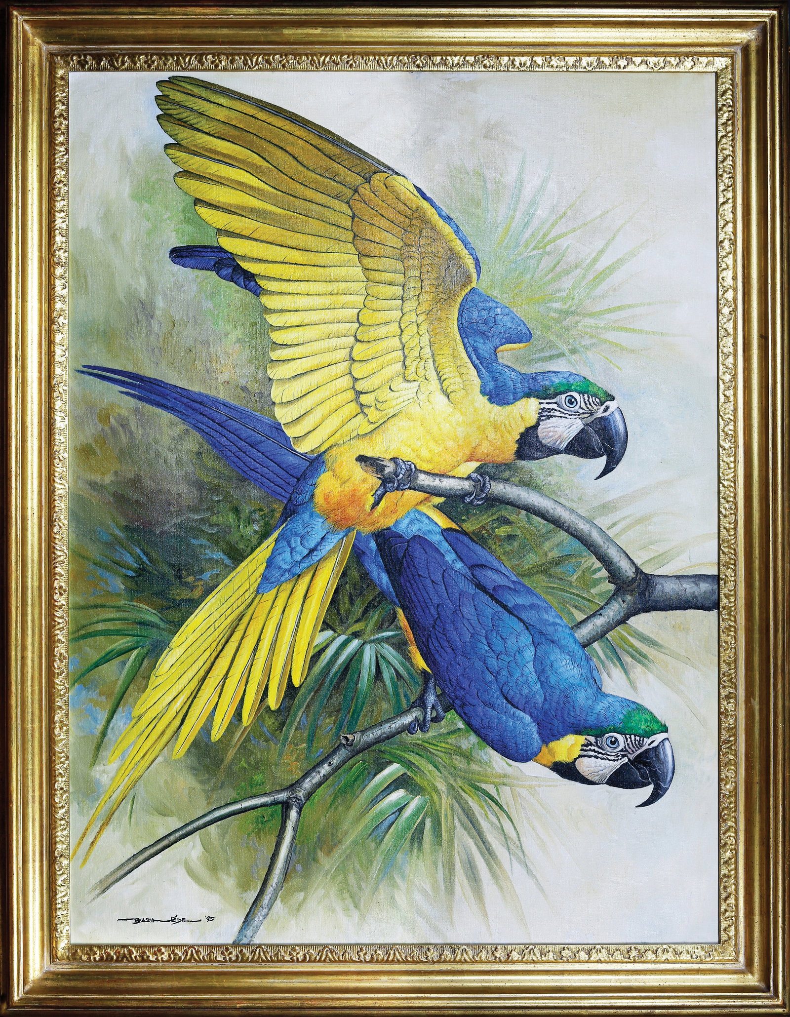 Basil Ede Oil on Canvas, Macaws - America's Best Southern 20th Century Ornithological Artist (1 of 2)