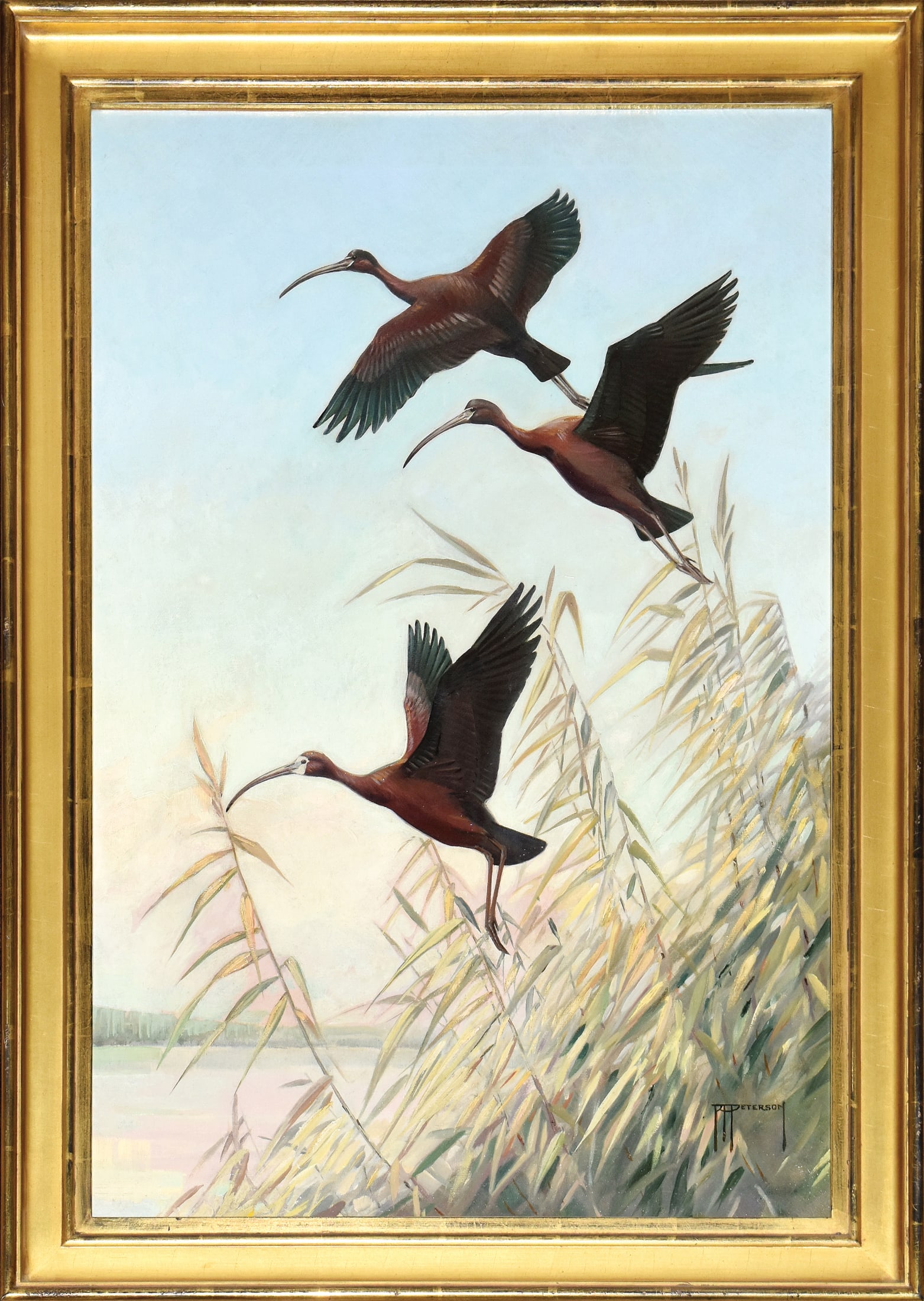 Roger Tory Peterson Oil on Canvas, Glossy and White-faced Glossy Ibis: PETERSON, Roger Tory (1908-1996). Glossy and White-faced Glossy Ibis. Oil on canvas. Artist’s monogram signature lower right: "RTPETERSON". 28” x 19” canvas, 32 1/4” x 23” fr
