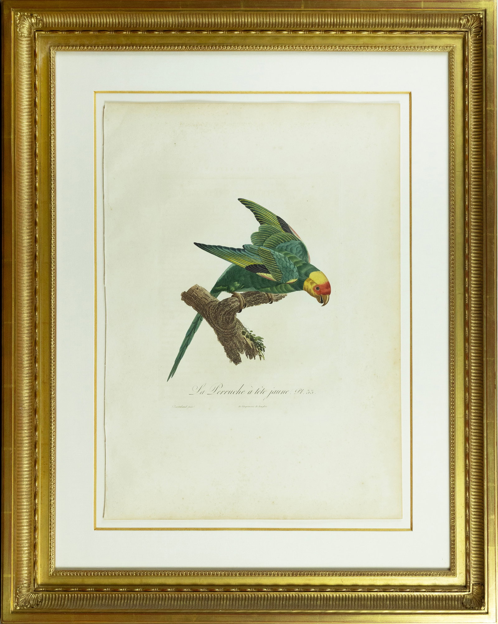 Jacques Barraband Engraving - La Perruche a tete jaune Pl. 33 [Carolina Parrot - Now Extinct] (1 of 2)