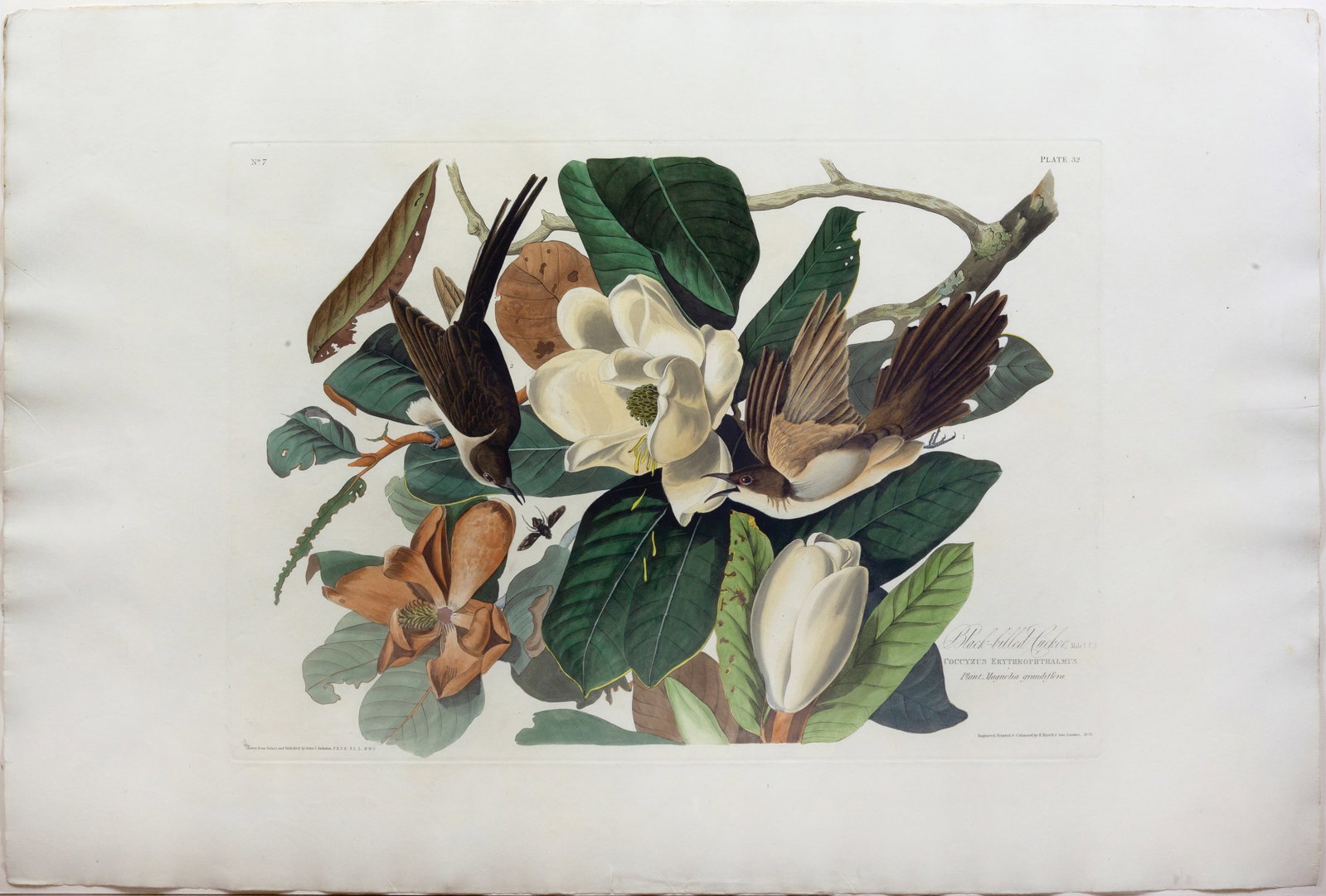 Audubon Aquatint, Black-billed Cuckoo, Plate 32 [With the Virginia Magnolia] (1 of 1)