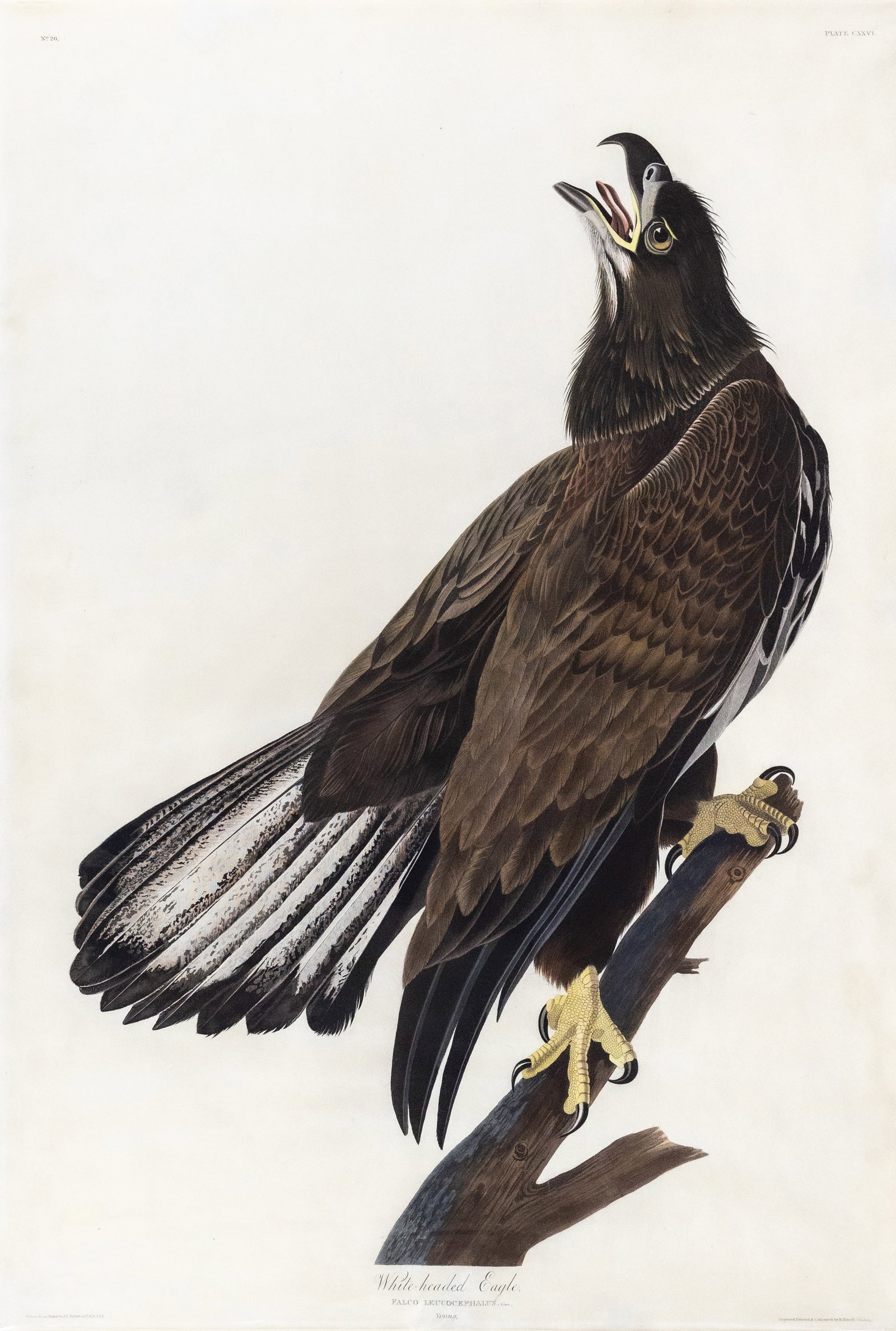 Audubon Aquatint, White-Headed Eagle, Plate 126 [The Icon of America]. (1 of 1)