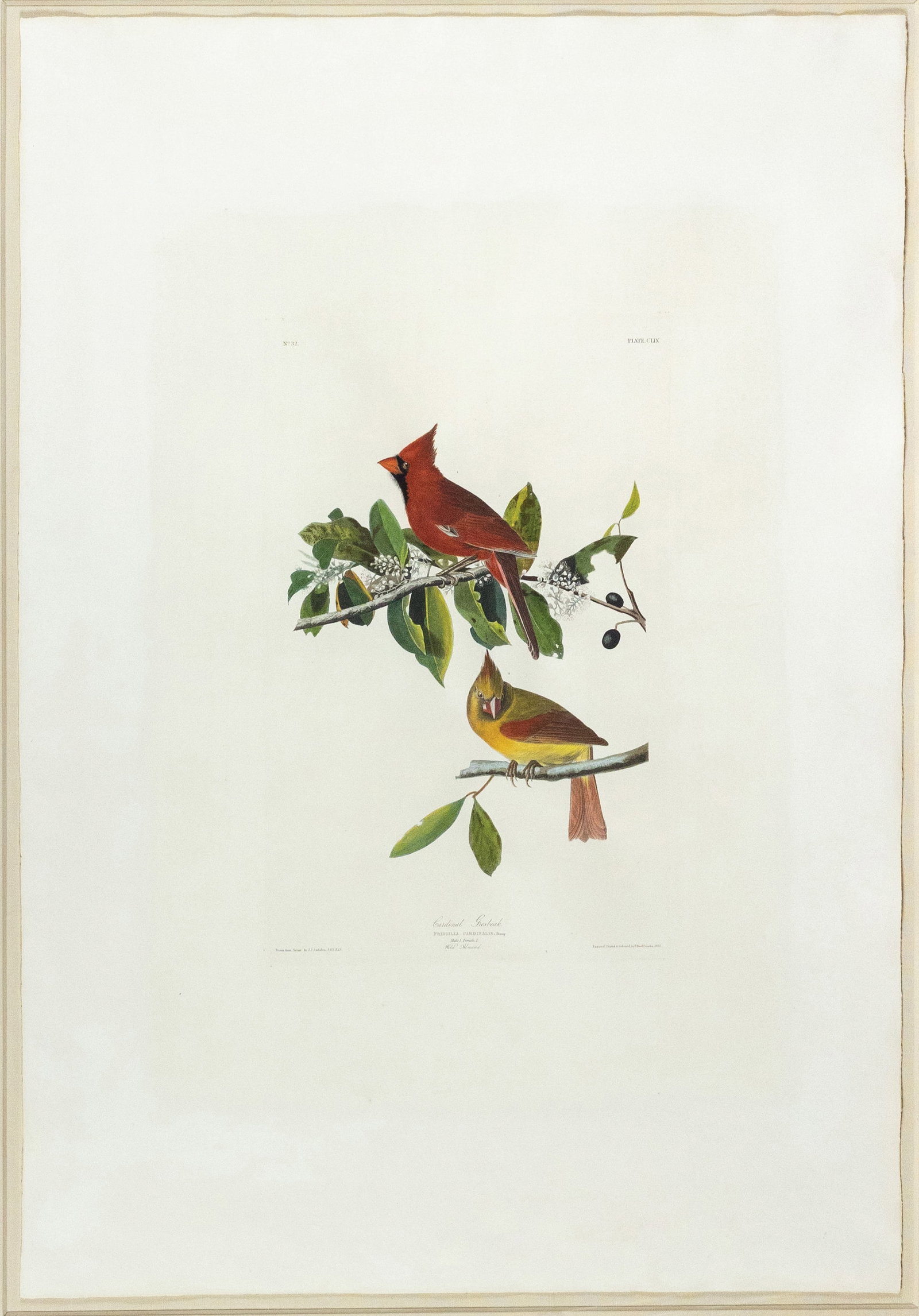 Audubon Aquatint, Cardinal Grosbeak, Plate 159 - Property of a Russian Businessman (1 of 1)
