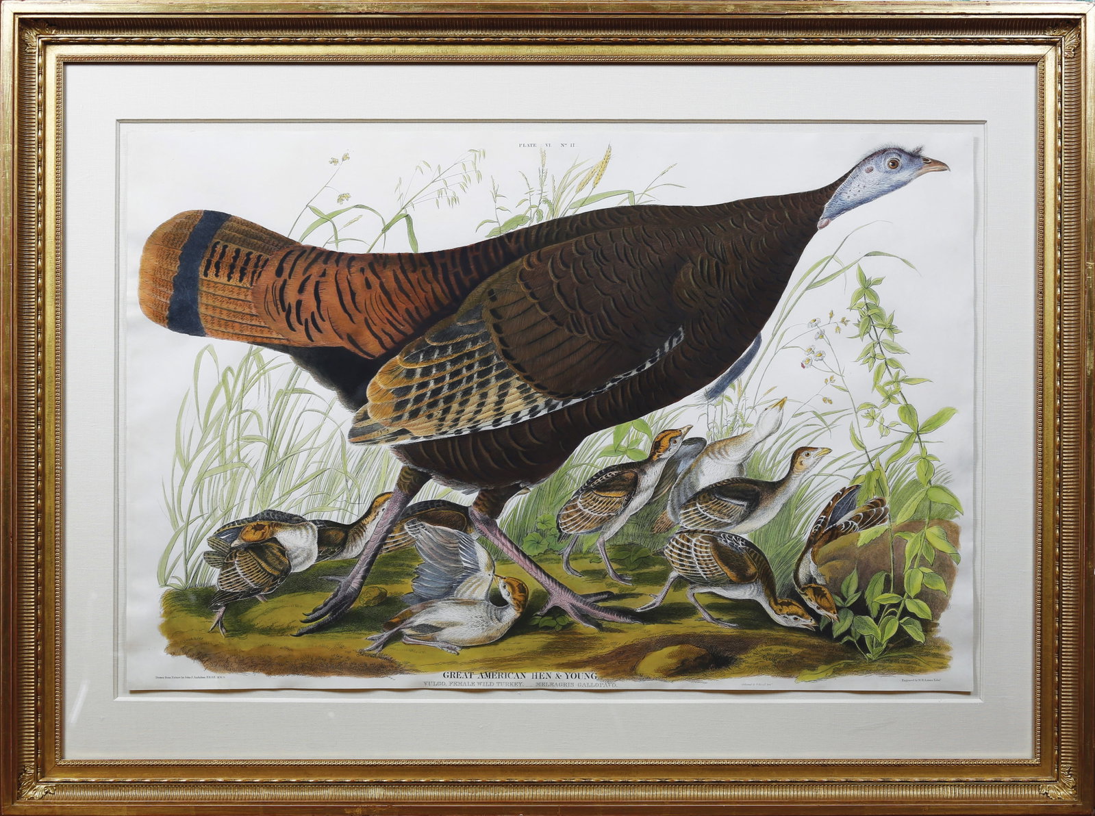 Audubon Aquatint, Female Turkey, Plate 7 - One of Audubon's Greatest Compositions (1 of 1)