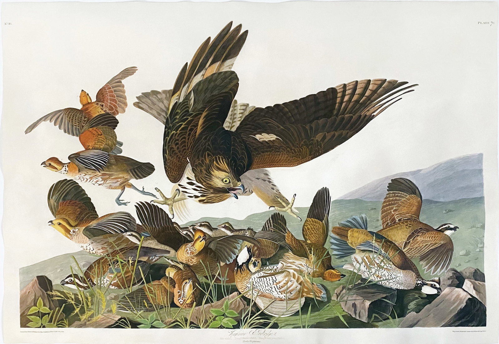 Audubon Aquatint, Virginia Partridge, Plate 76 - One of Audubon's Most Dramatic Images: AUDUBON, John James (1785 - 1851). Virginia Partridge, Plate 76. Aquatint engraving with original hand color. From The Birds of America. London: Robert Havell, 1827-1838. 25 1/4? x 38? sheet. Comparab