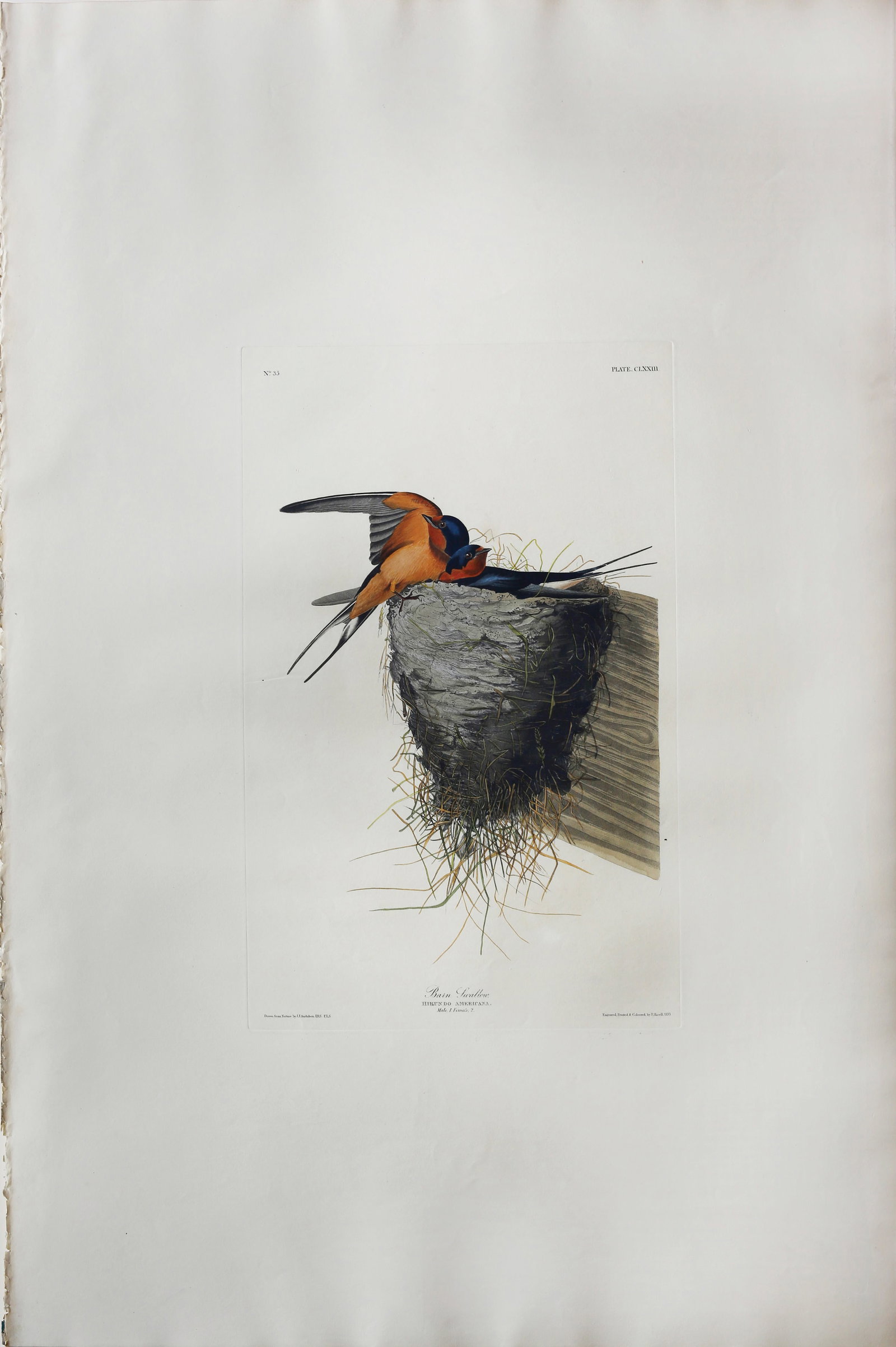 Audubon Aquatint, Barn Swallow, Plate 173 (1 of 1)