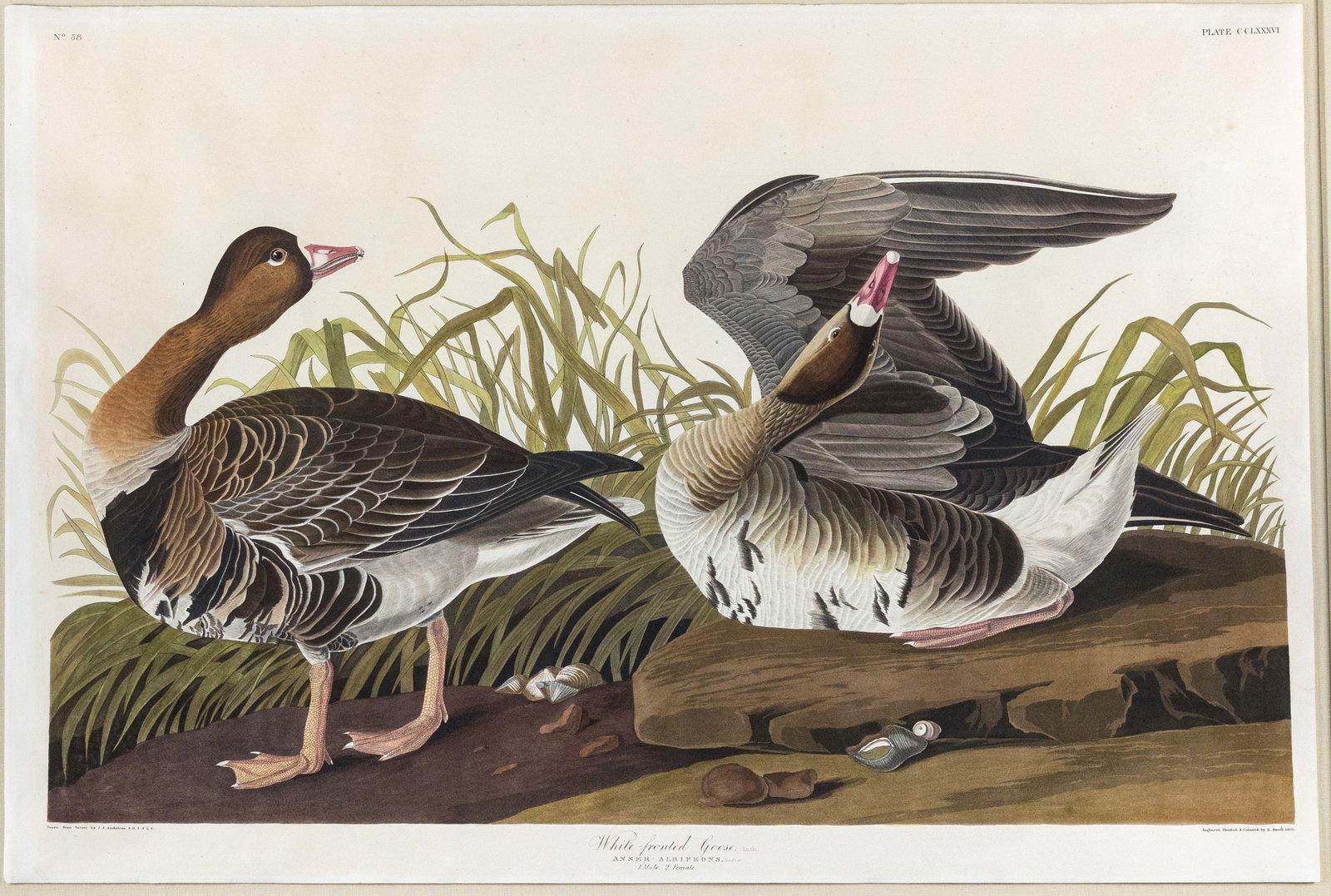 Audubon Aquatint, White-Fronted Goose, Plate 286 (1 of 1)