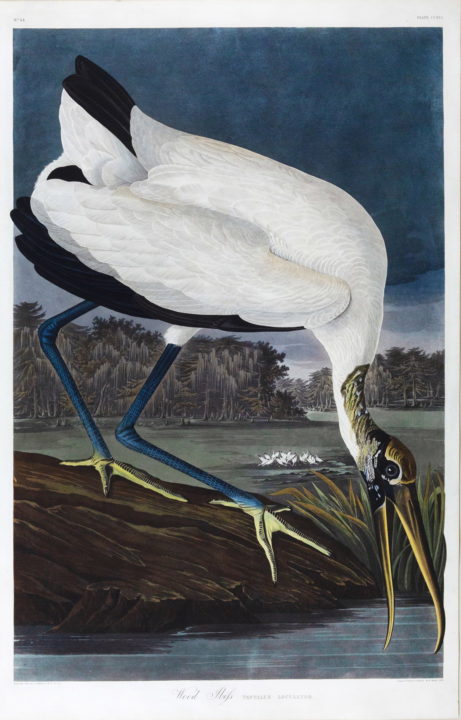 Audubon Aquatint, Wood Ibis, Plate 241 (1 of 1)