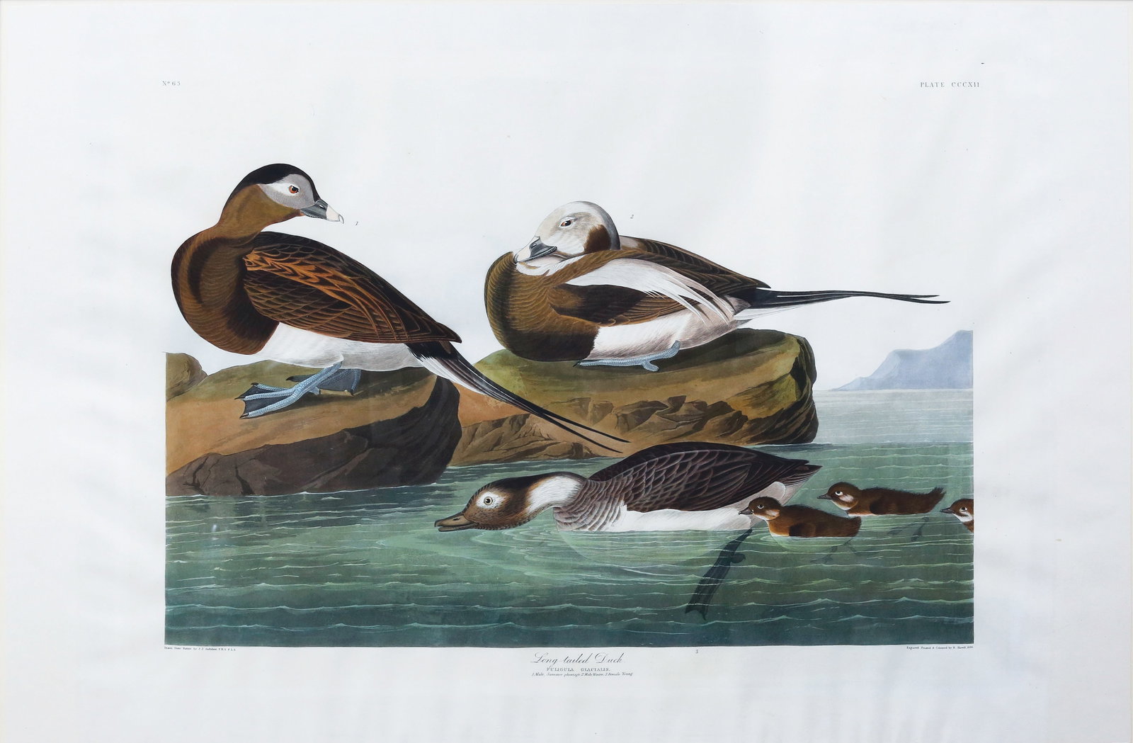 Audubon Aquatint, Long-Tailed Duck, Plate 312: AUDUBON, John James (1785 - 1851). Long-Tailed Duck, Plate 312. Aquatint engraving with original hand color. From The Birds of America. London: Robert Havell, 1827-1838. 25 1/8? x 38? sheet. Comparabl