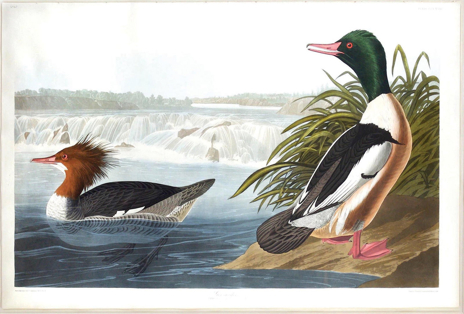 Audubon Aquatint, Goosander, Plate 331 (1 of 1)