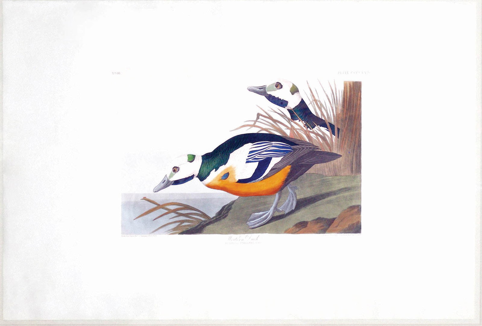 Audubon Aquatint, Western Duck, Plate 429 (1 of 1)
