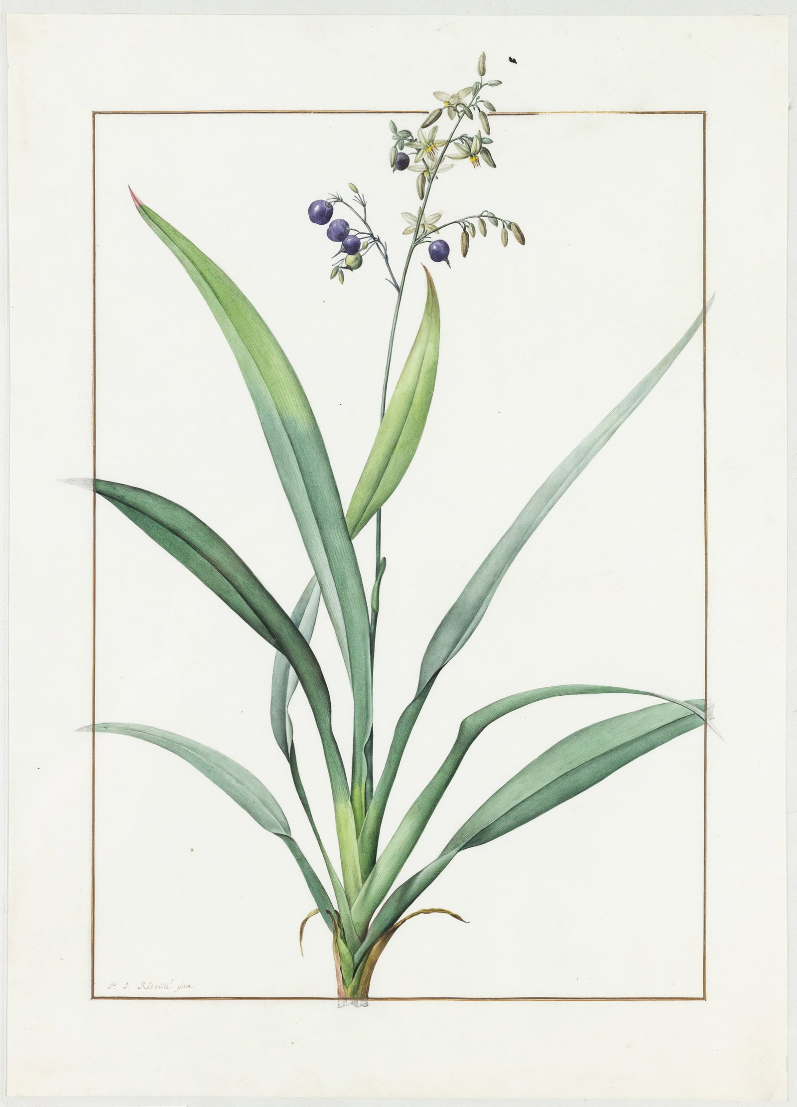 Redoute Original Watercolor for Les Liliacees - Watercolor for plate 1: "Sword-leaved Danella" (1 of 1)