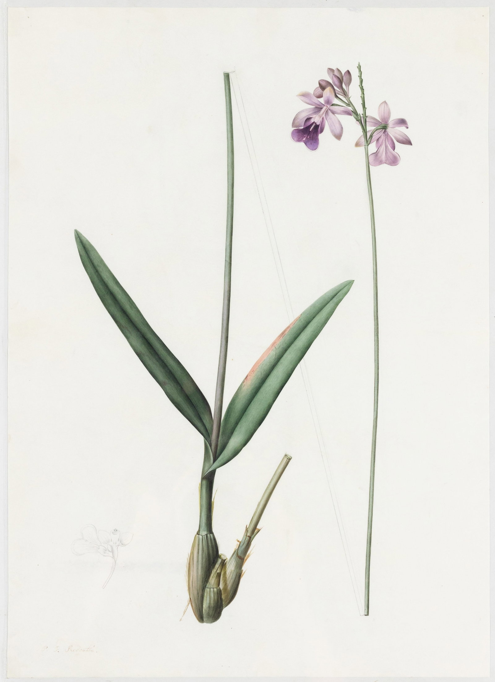 Redoute Original Watercolor for Les Liliacees - Watercolor for plate 84: "Bilobed Epidendrum" (1 of 1)