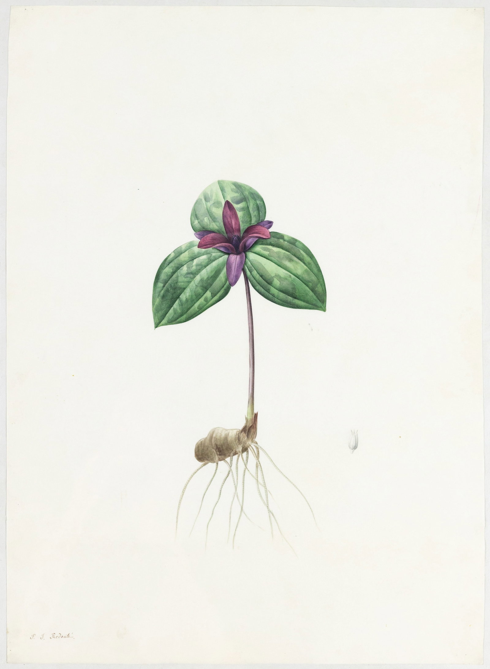 Redoute Original Watercolor for Les Liliacees - Watercolor for plate 133: "Sessile-Wake-Robin" (1 of 1)