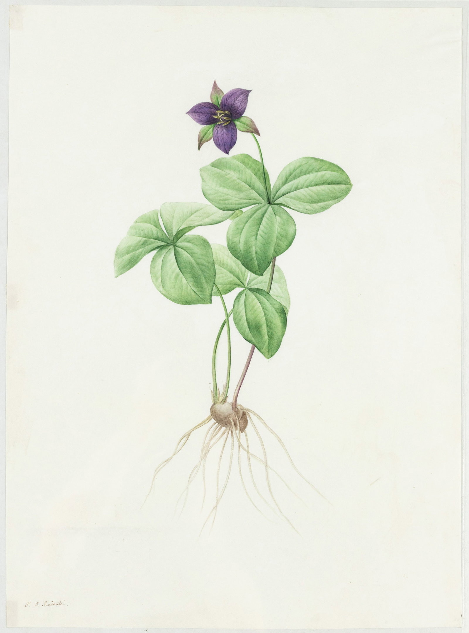 Redoute Original Watercolor for Les Liliacees - Watercolor for plate 134: "Rhombic Wake-Robin": REDOUTÉ, Pierre-Joseph (Belgian, 1759-1840). Watercolor for plate 134: “Rhombic Wake-Robin” Trillium rhomboideum. Prepared for Les Liliacées. Watercolor and graphite on vellum. Signed lower 