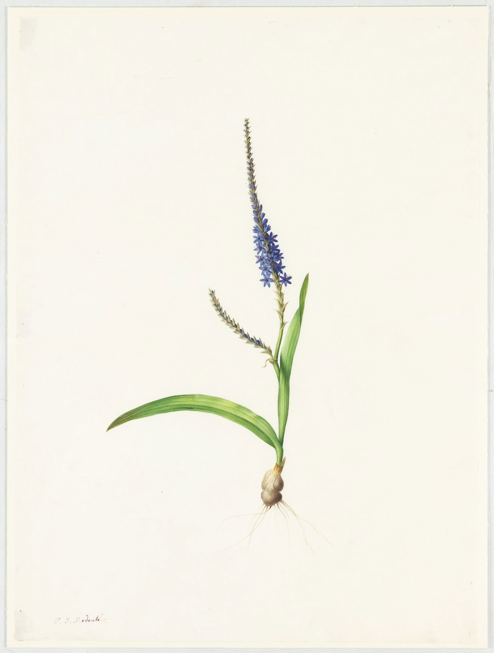 Redoute Original Watercolor for Les Liliacees - Watercolor for plate 198: "Foxtail Micranthus" Ixia: REDOUTÉ, Pierre-Joseph (Belgian, 1759-1840). Watercolor for plate 198: “Foxtail Micranthus” Ixia plantaginea. Prepared for Les Liliacées. Watercolor and graphite on vellum. Signed lower left