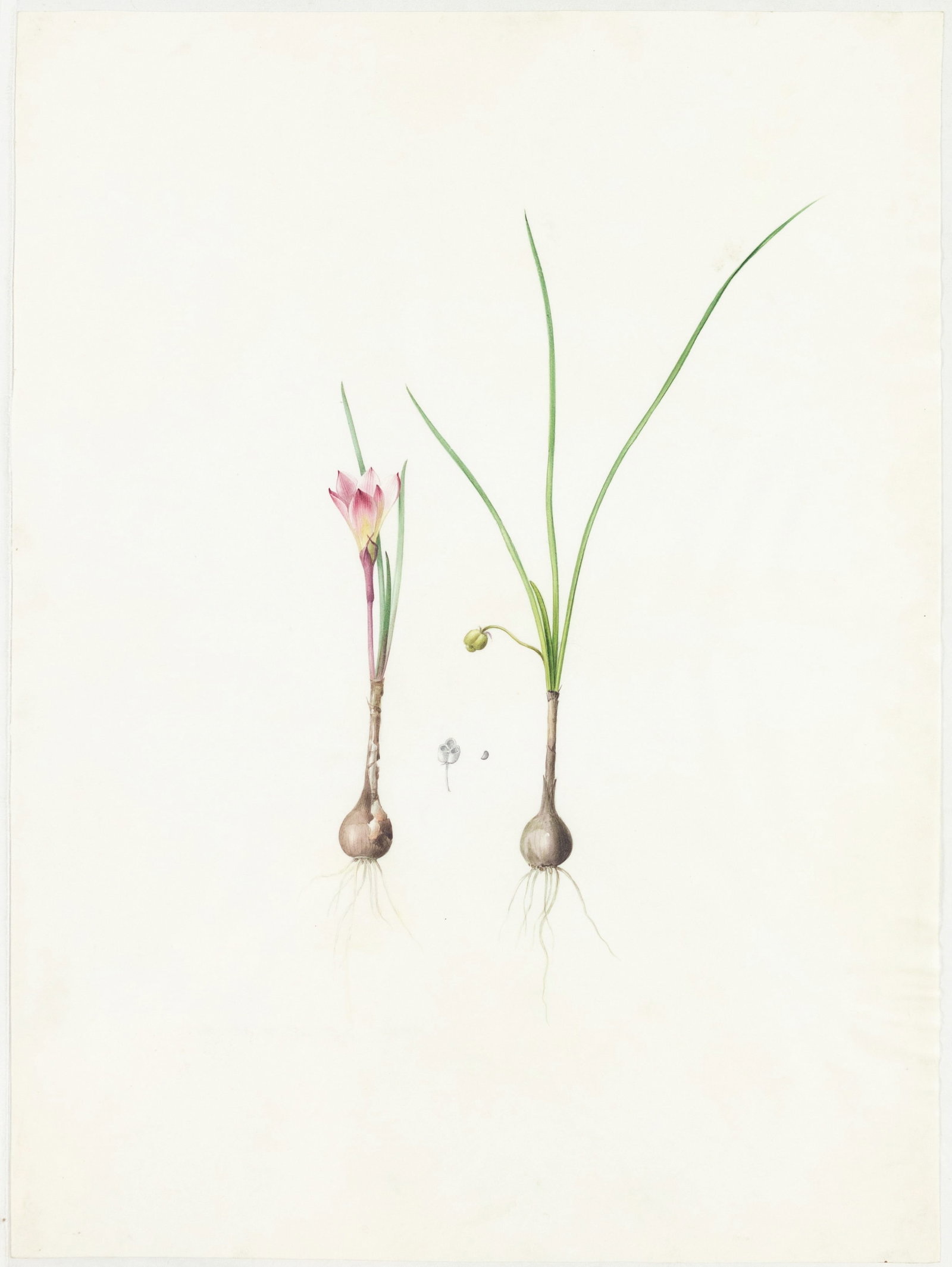 Redoute Original Watercolor for Les Liliacees - Watercolor for plate 454: Atamasco Rain-Lily, Fairy: REDOUTÉ, Pierre-Joseph (Belgian, 1759-1840). Watercolor for plate 454: “Atamasco Rain-Lily, Fairy Lily” Amaryllis atamasco L. var. minor. (now called Zephyranthes atamasca). Prepared for Les 