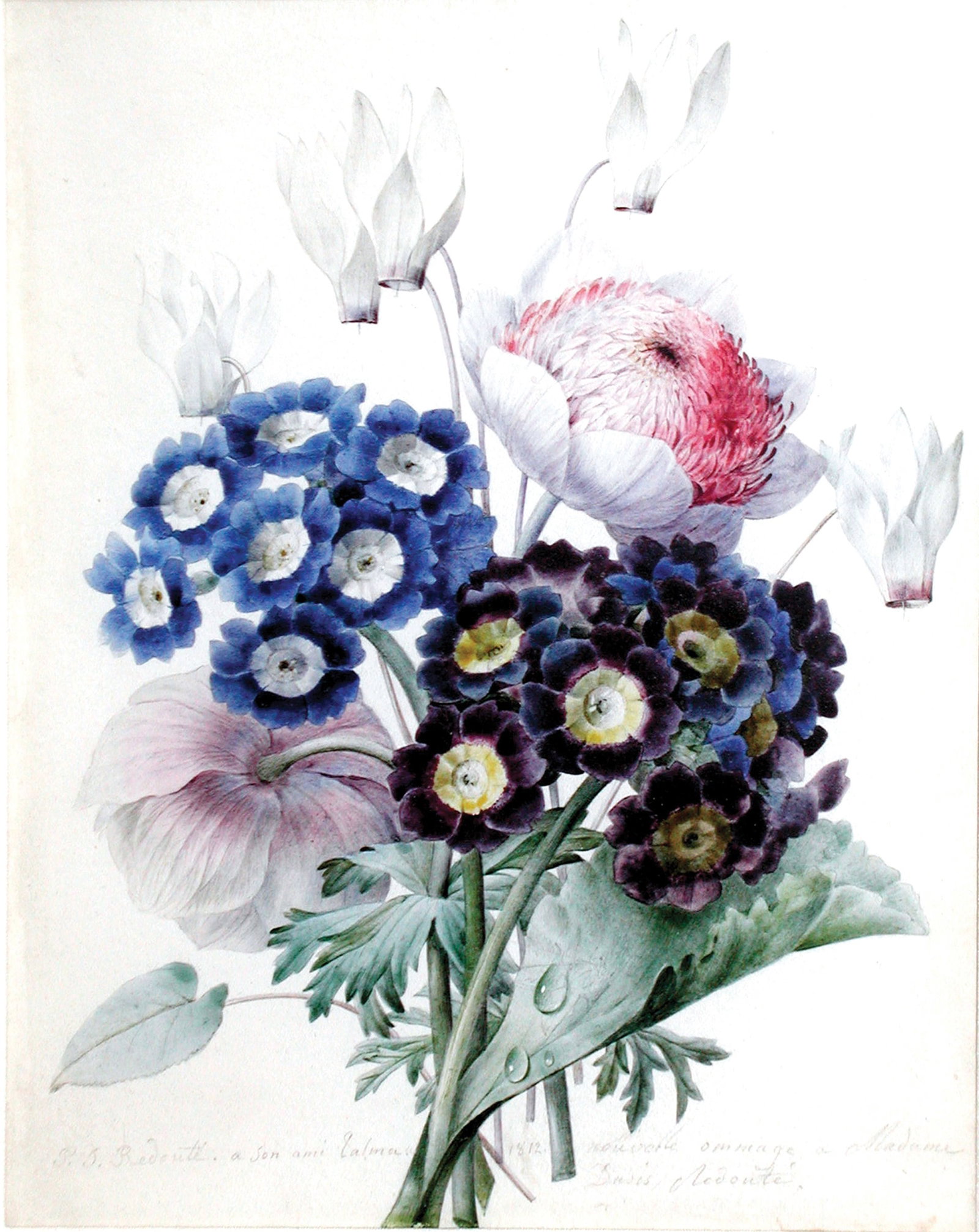 Redoute Original Watercolor, Peonies, cyclamen and auriculas - Signed Twice: REDOUTÉ, Pierre-Joseph (Belgian, 1759-1840). “Peonies, cyclamen and auriculas”. Watercolor over pencil on vellum. Signed and annotated. 9 1/2"" x 7 1/4"" vellum, 17 1/2"" x 15 1/2"" framed. A