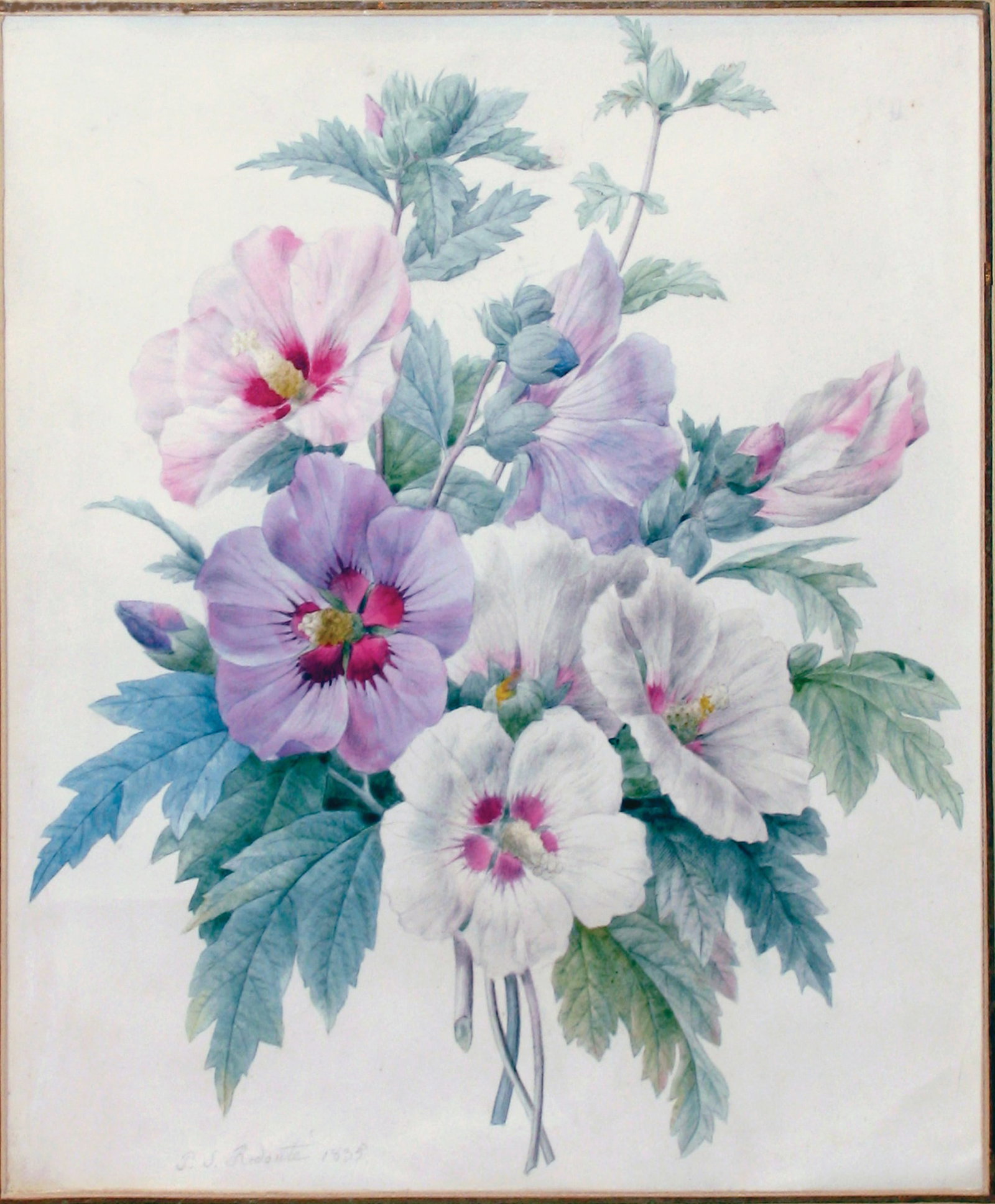 Redoute Original Watercolor, A Bouquet of Rose of Sharon [Hibiscus syriacus] (1 of 1)