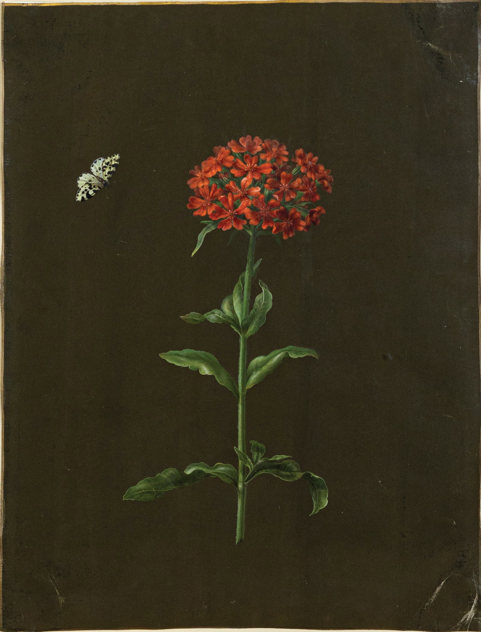 Barbara Regina Dietzsch Watercolor, A Carnation with a Resting Butterfly - A Masterpiece by (1 of 1)