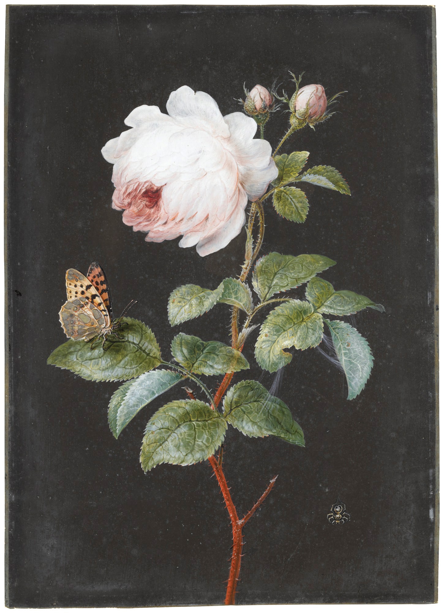 Barbara Regina Dietzsch Watercolor, Maltese Cross with Leopard Moth - A Masterpiece by Germany?s (1 of 1)