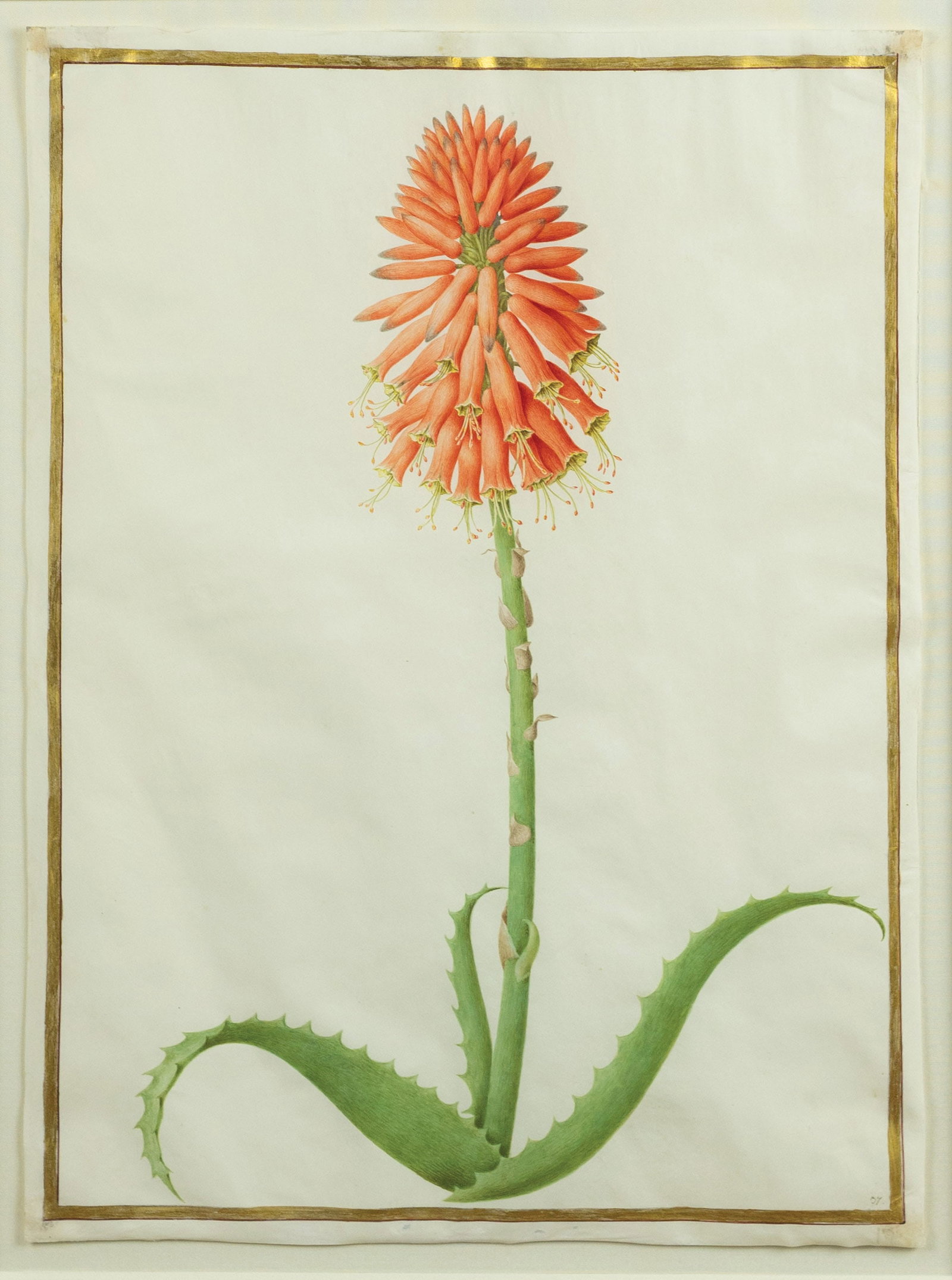 Nicolas Robert Watercolor on vellum, Aloe succotrina Lam - Commissioned by Louis XIV For Versailles. (1 of 2)