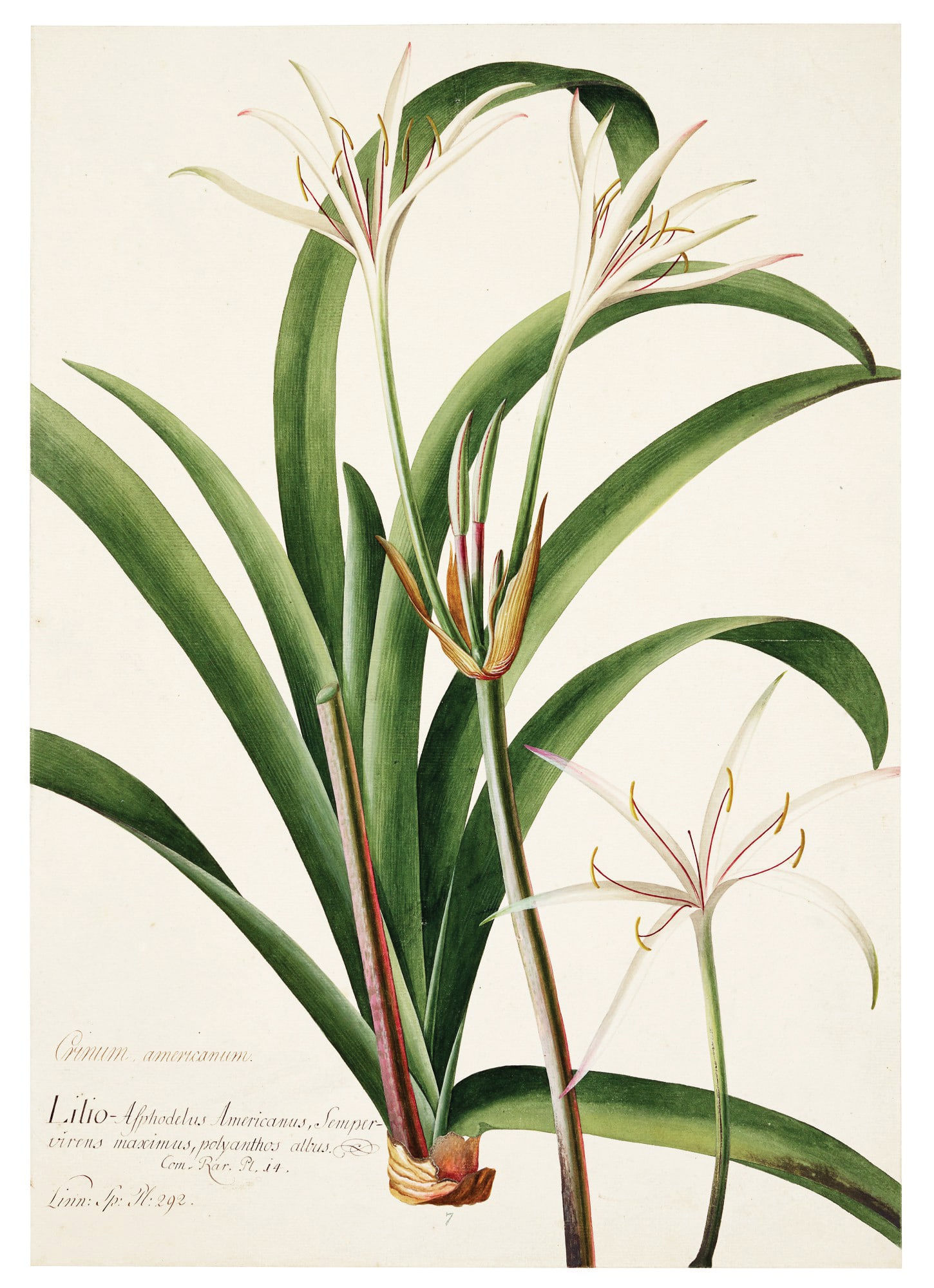 Georg Ehret Watercolor of Crinum. americanum (1 of 1)