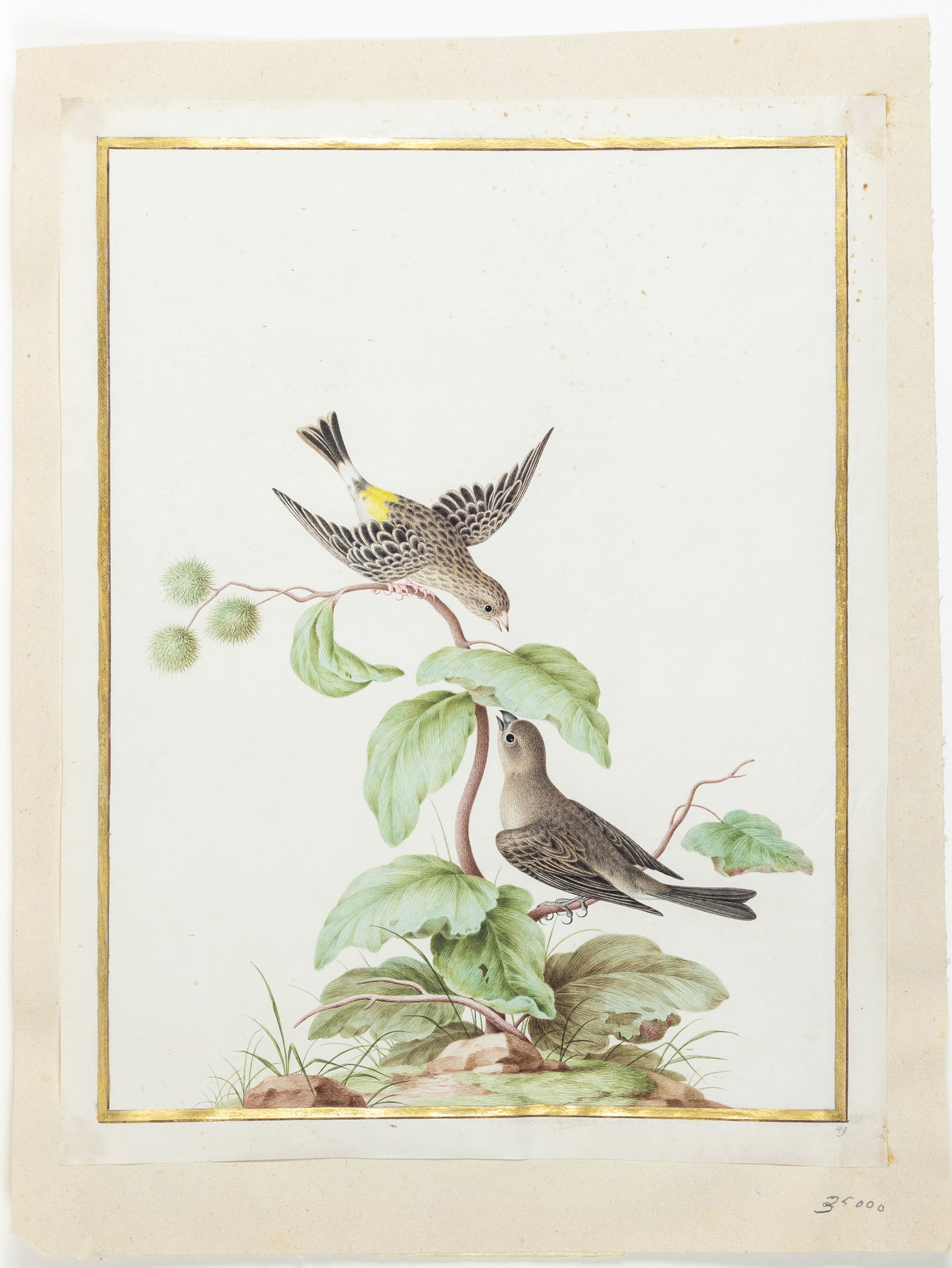 Robert Watercolor on vellum of a Pair of African Yellow-rumped Singers): ROBERT, Nicolas (French, 1614-1685). Couple de chanteurs d'Afrique ? croupion jaune (A Pair of African Yellow-rumped Singers, or Black-throated Canaries) Crithagra atrogularis (formerly Serinus atrogu