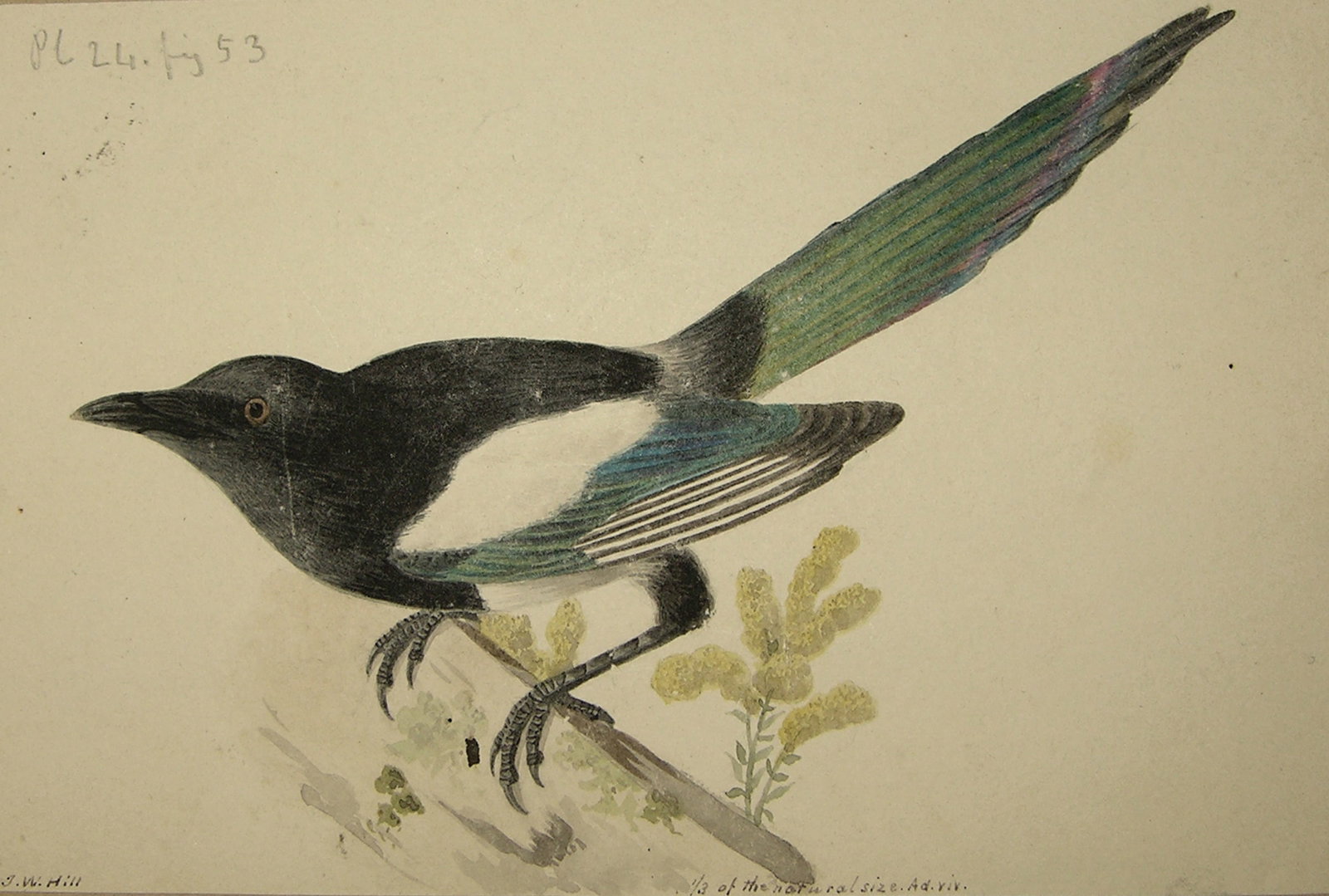 John William Hill Watercolor of a Magpie - One of America's Best Artistic Families (1 of 1)
