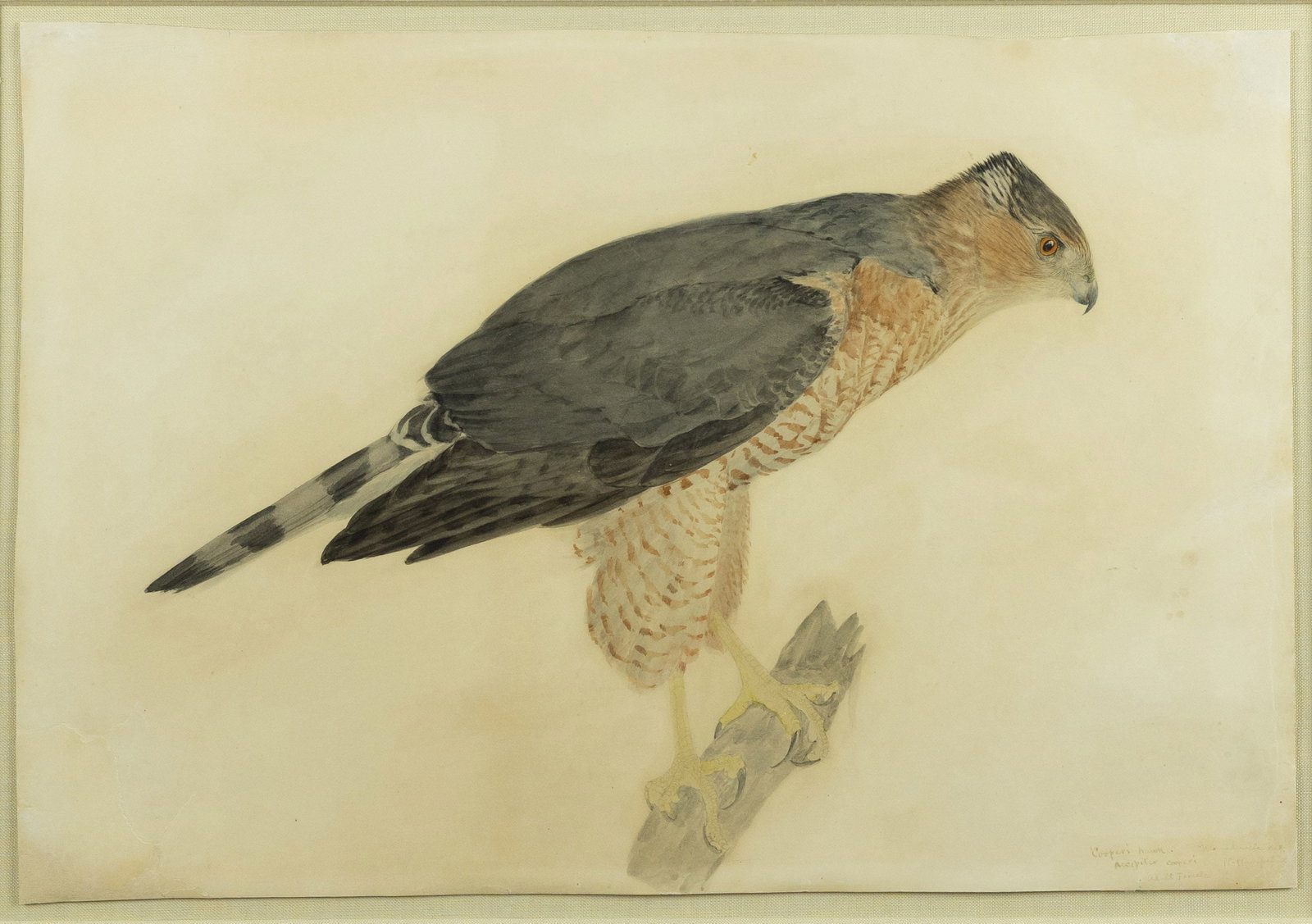Louis A. Fuertes Watercolor of a Coopers Hawk, Female (1 of 4)