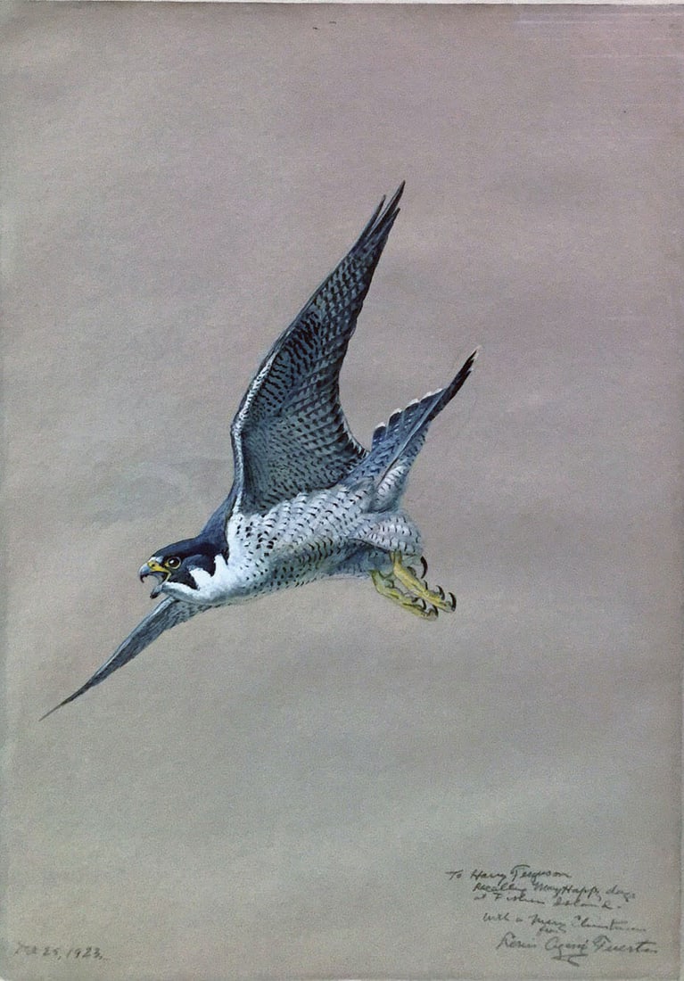 Louis A. Fuertes Watercolor of a Peregrine Falcon (1 of 1)