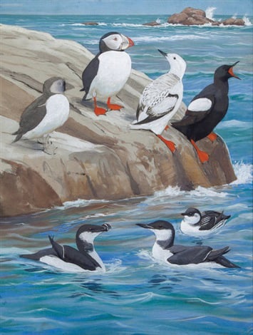 Louis A. Fuertes Watercolor of Birds in the Auk Family (1 of 1)