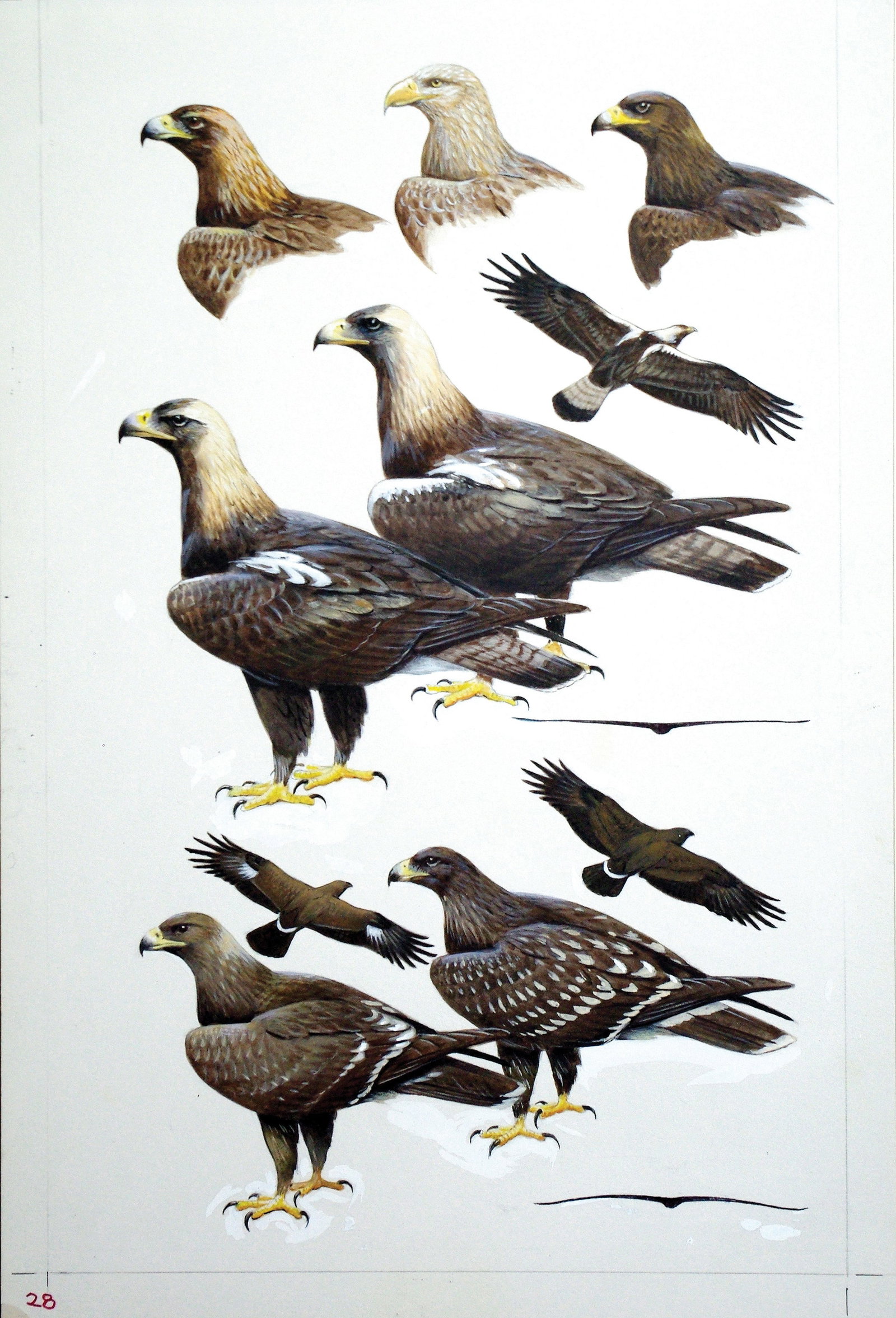 Roger Tory Peterson Watercolor of Eagles (1 of 1)