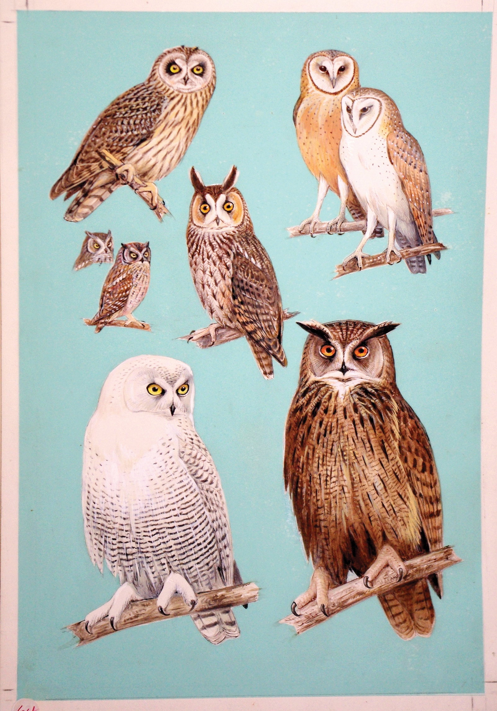 Roger Tory Peterson Watercolor of Owls (1 of 1)