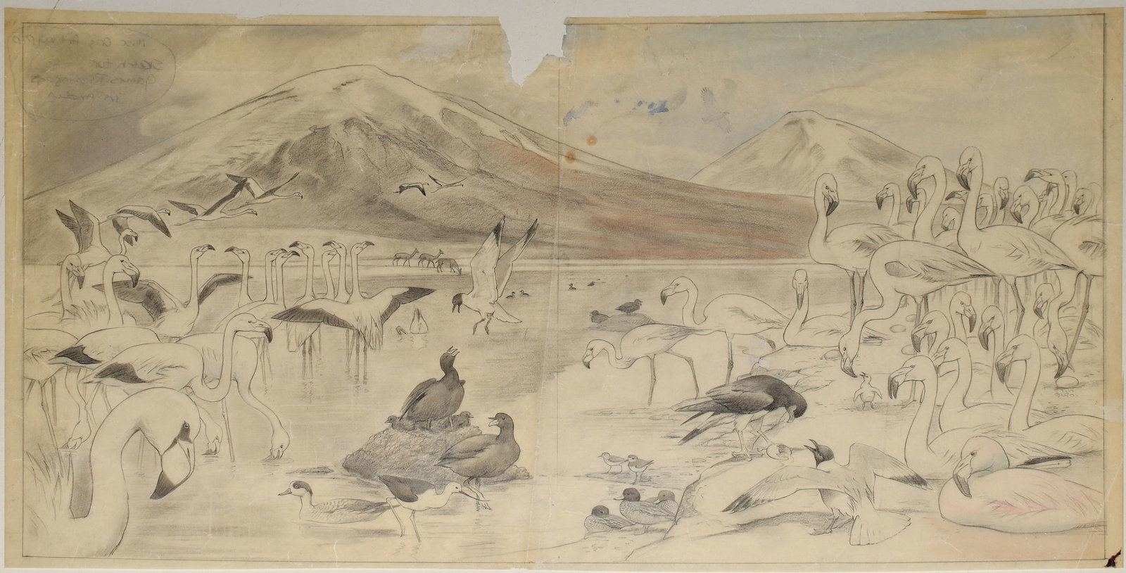 Roger Tory Peterson Original Flamingo Drawing (1 of 1)