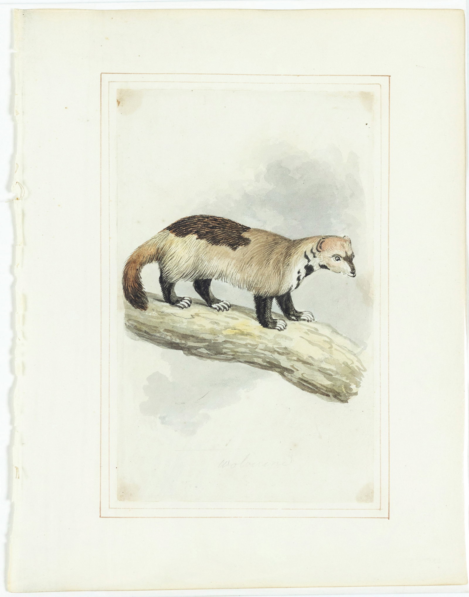 Samuel Howitt Original Watercolor of a Wolverine (1 of 1)