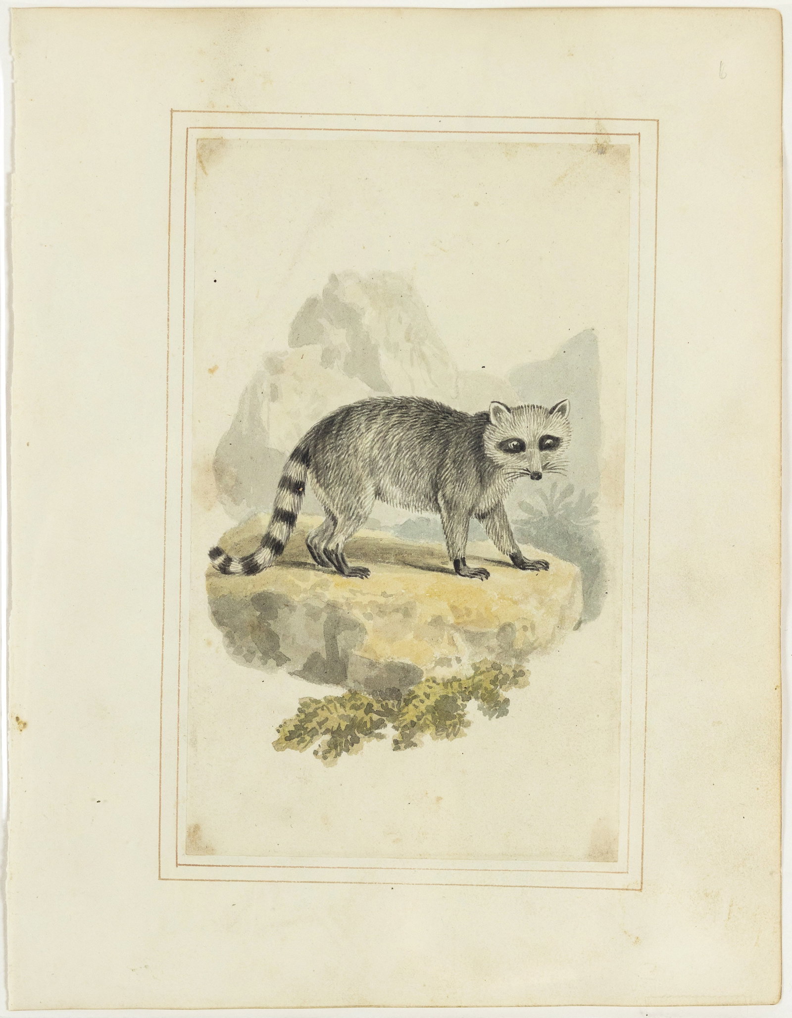 Samuel Howitt Original Watercolor of a Raccoon (1 of 1)