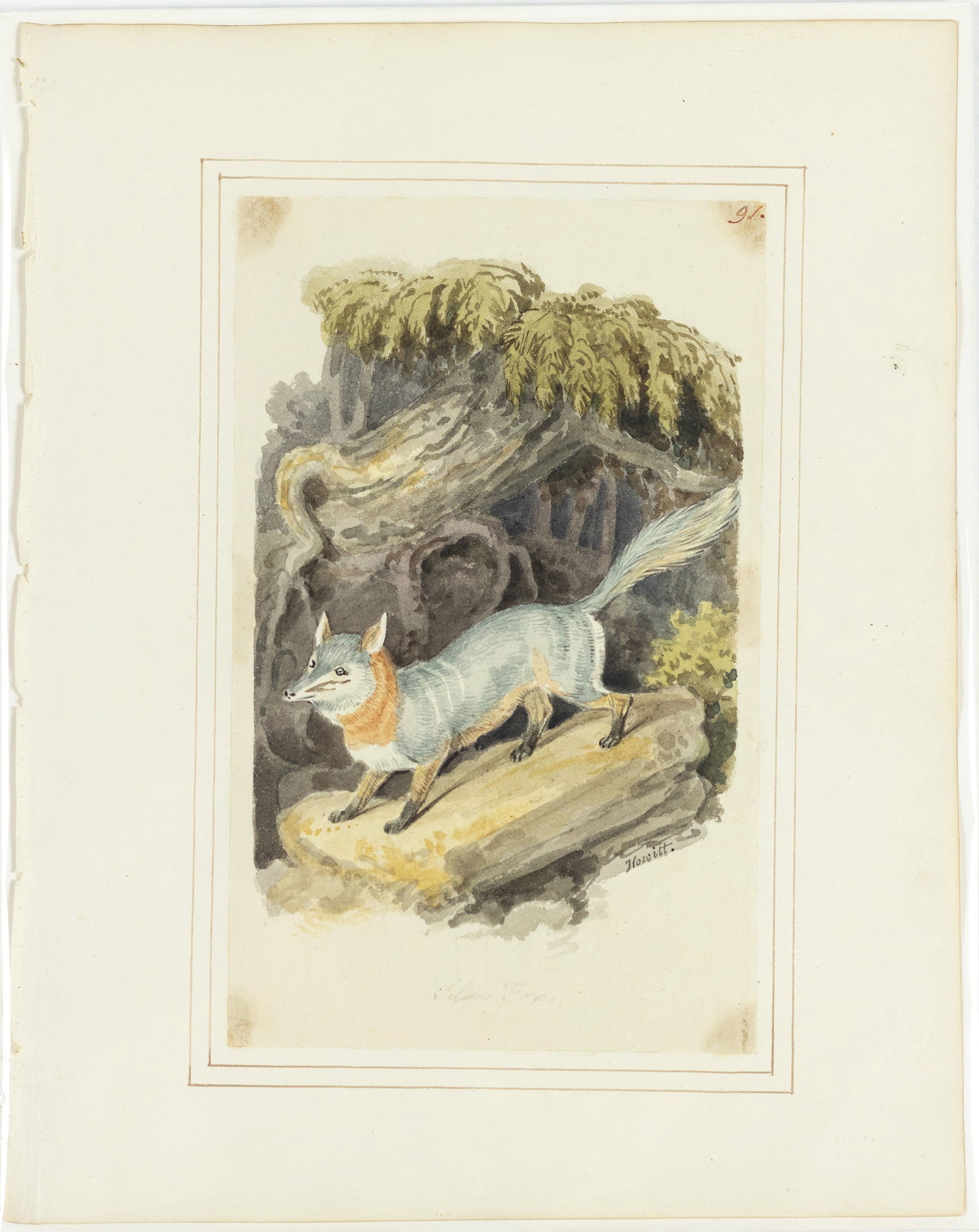 Samuel Howitt Original Watercolor of a Silver Fox (1 of 1)