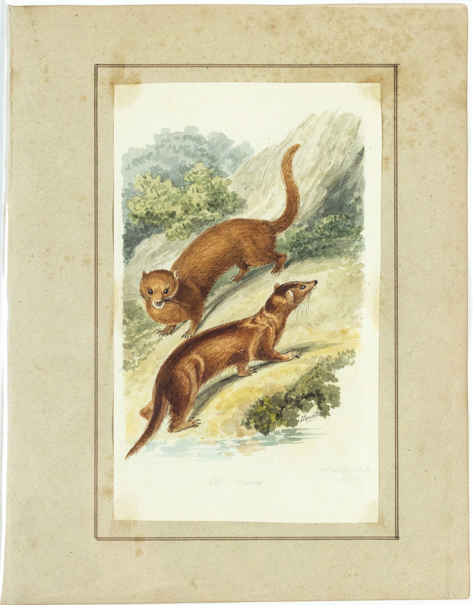 Samuel Howitt Original Watercolor of a Mink (1 of 1)