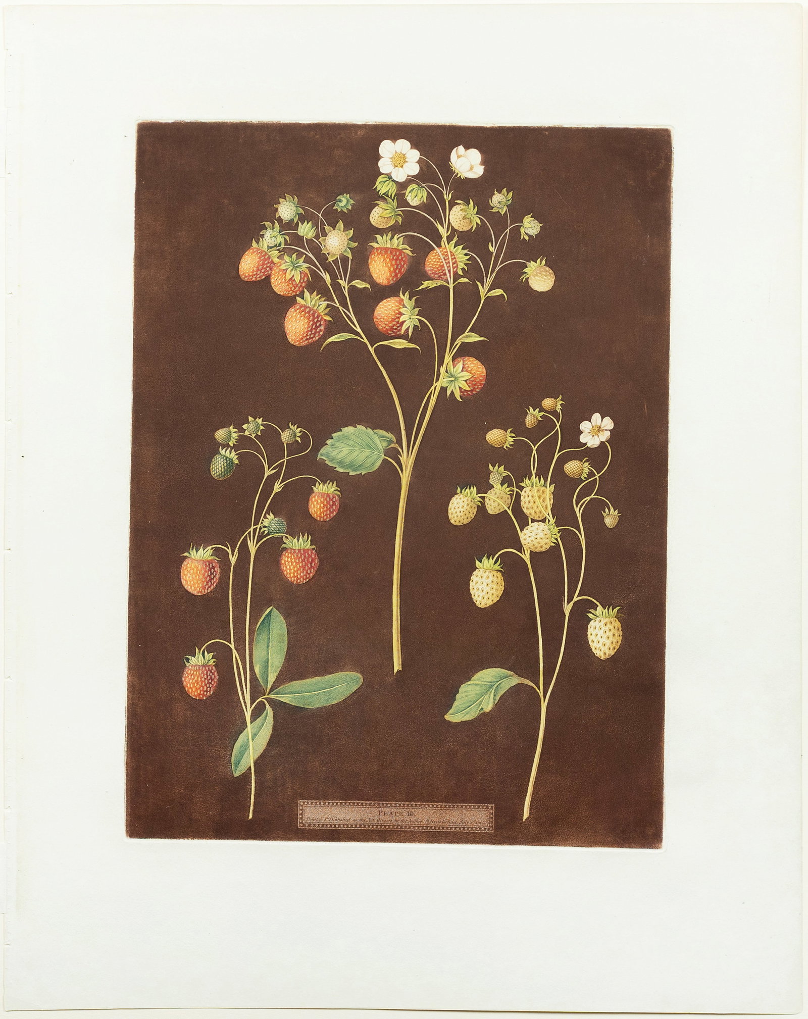Brookshaw Aquatint from Pomona Britannica, Strawberry (1 of 1)