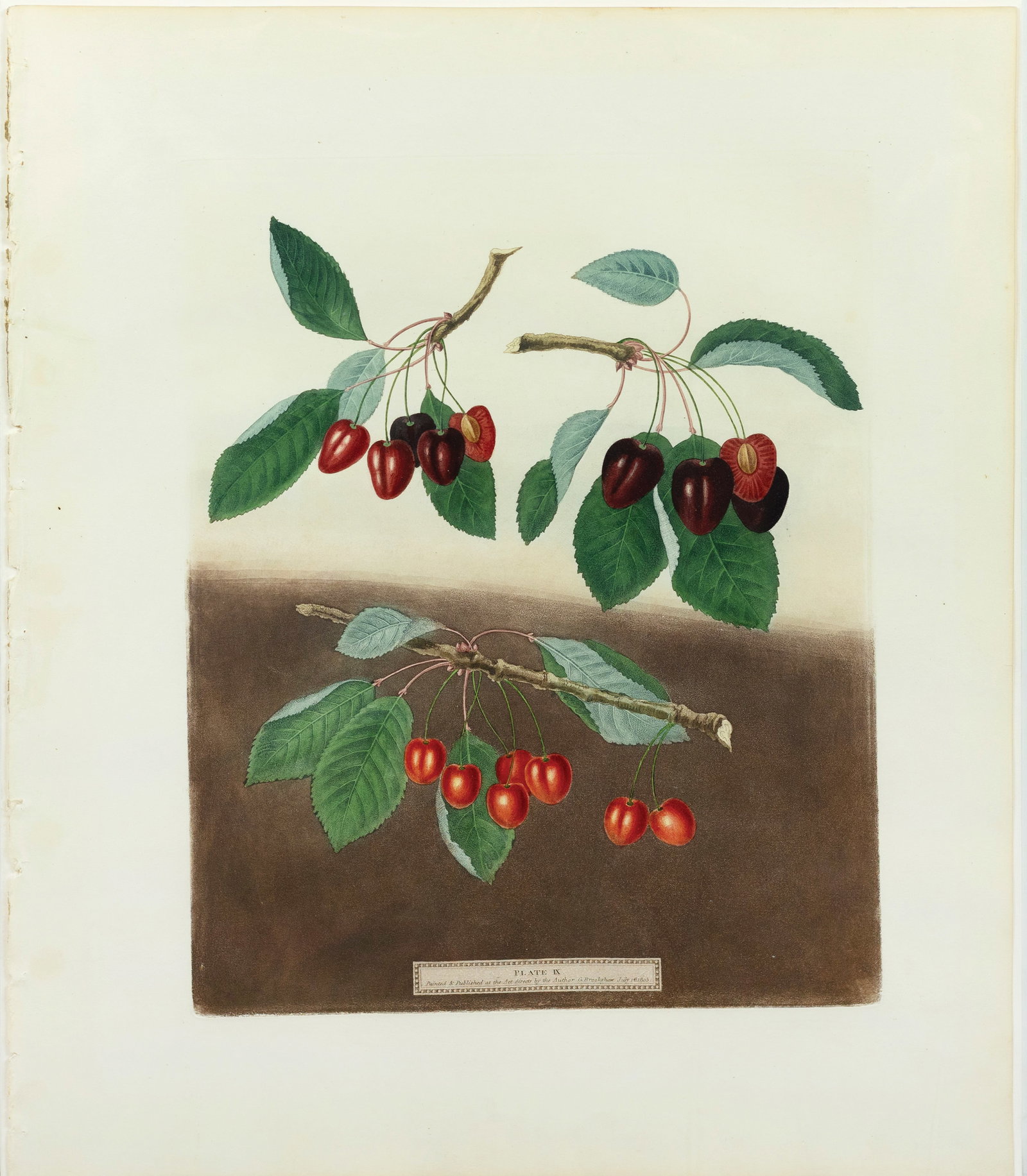 Brookshaw Aquatint from Pomona Britannica, Cherries (1 of 1)