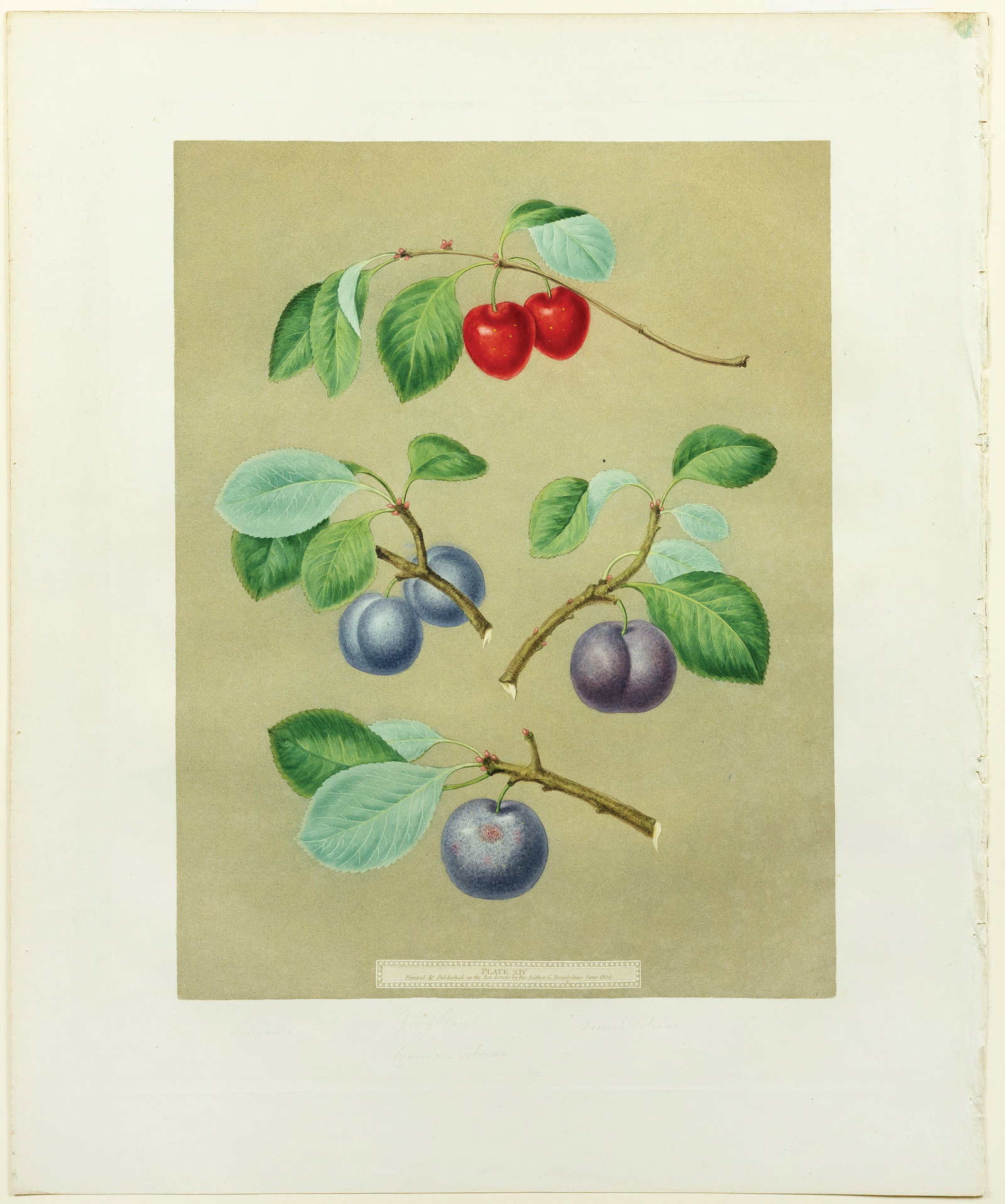 Brookshaw Aquatint from Pomona Britannica, Plums (1 of 1)