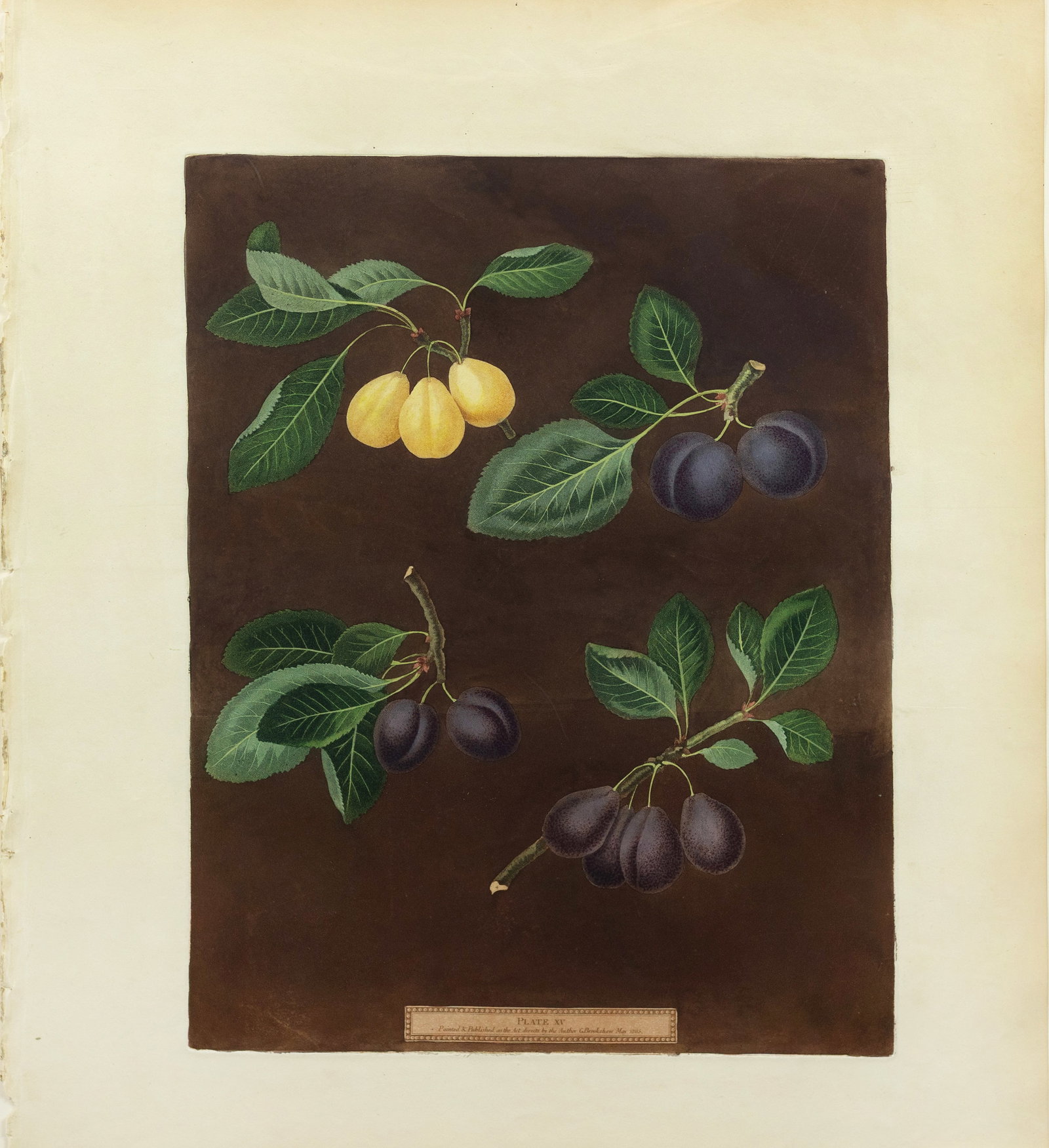 Brookshaw Aquatint from Pomona Britannica, Plums (1 of 1)
