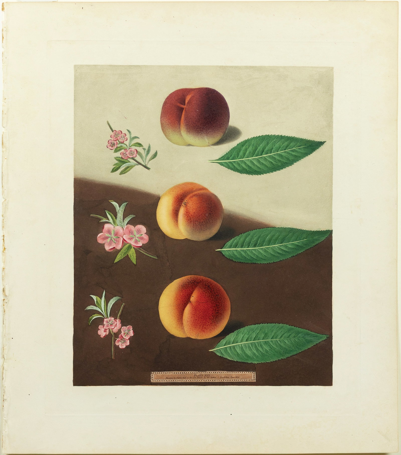 Brookshaw Aquatint from Pomona Britannica, Peaches (1 of 1)