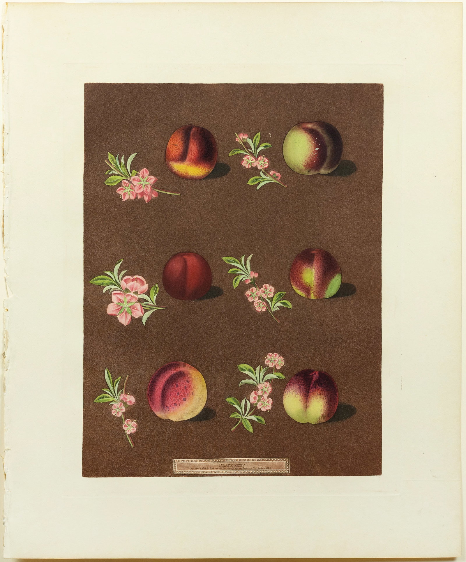 Brookshaw Aquatint from Pomona Britannica Nectarines (1 of 1)