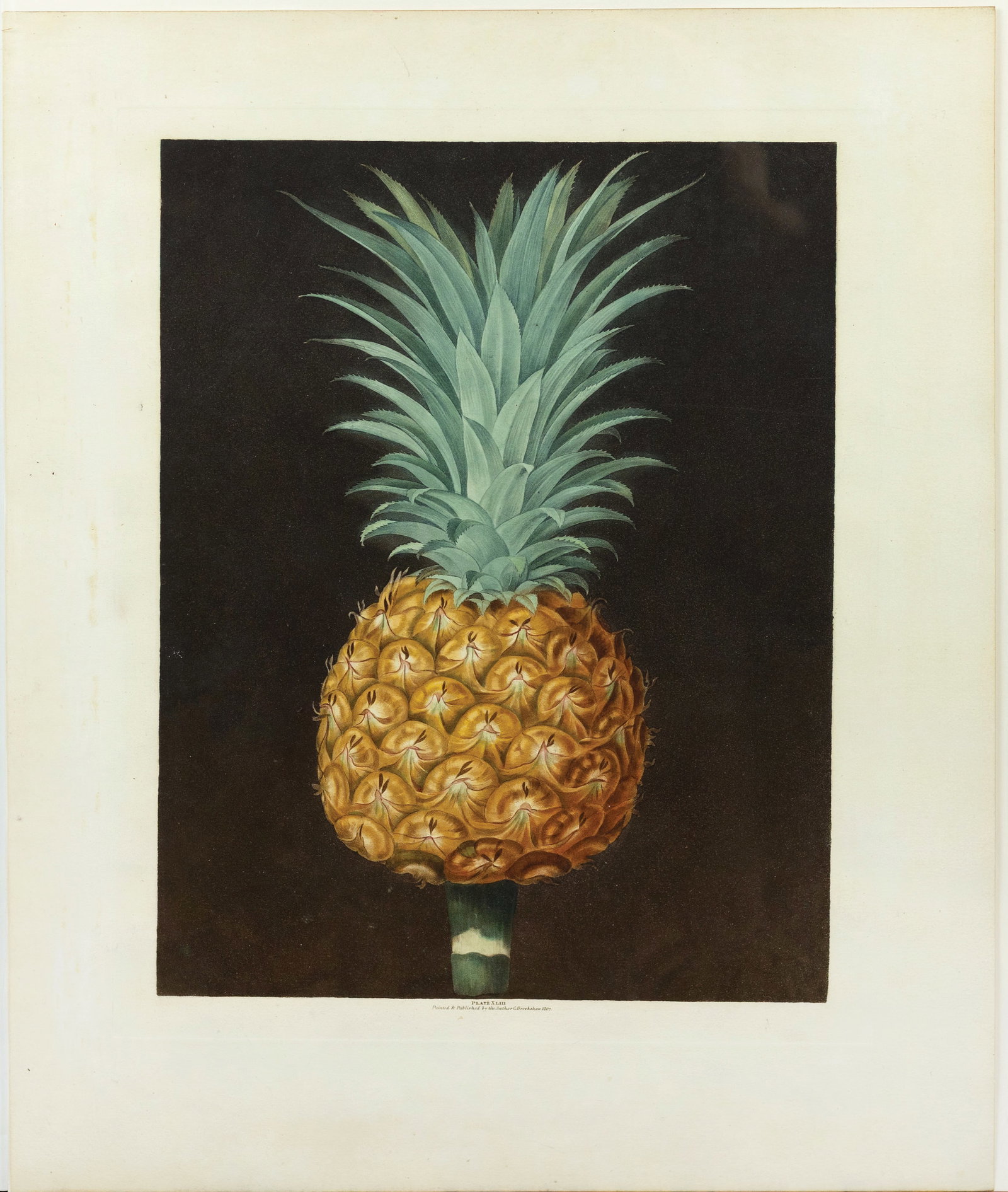 Brookshaw Aquatint from Pomona Britannica, Pineapple (1 of 1)