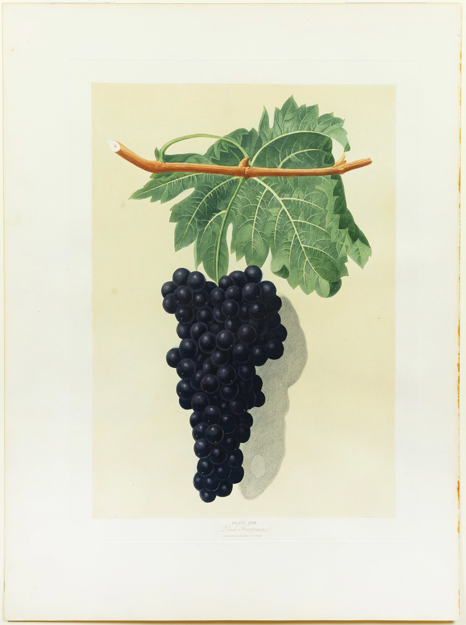 Brookshaw Aquatint from Pomona Britannica, Grape: BROOKSHAW, George (1751-1823). Plate LVII [Black Frontiniac, Grape]. Aquatint with stipple engraving, printed in colors and finished by hand. From Pomona Brittanica. London, 1804-1812. 22 3/4" x 18" s