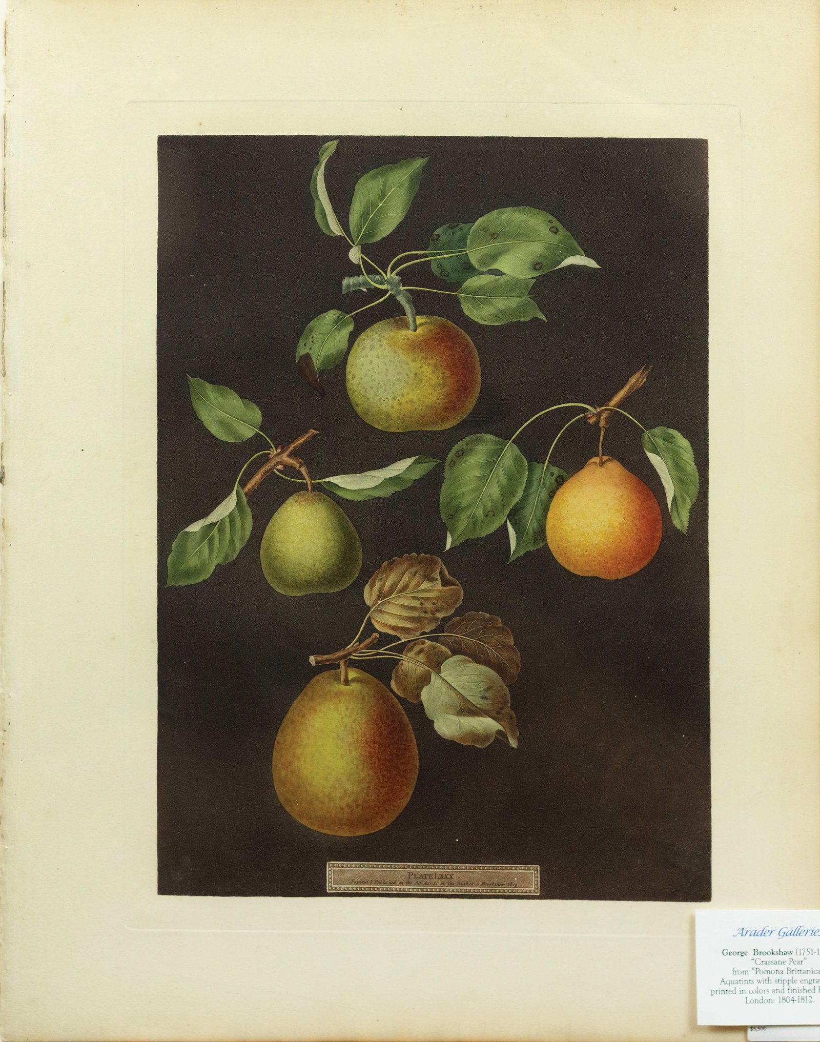 Brookshaw Aquatint from Pomona Britannica, Pear (1 of 1)